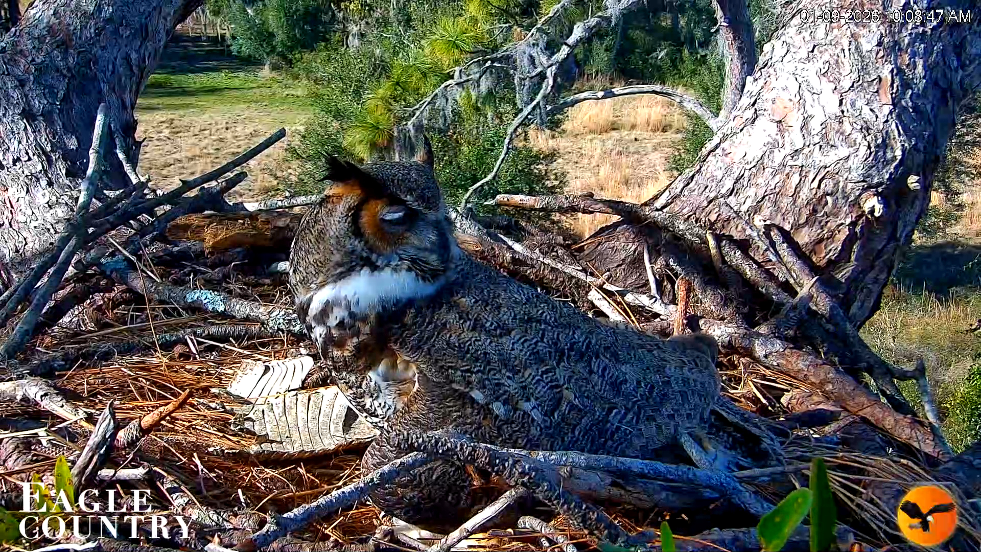 Snapshot of Eagle Country Great Horned Owl Nest Live Cam taken Jan 9, 2026, 10:09am EST
