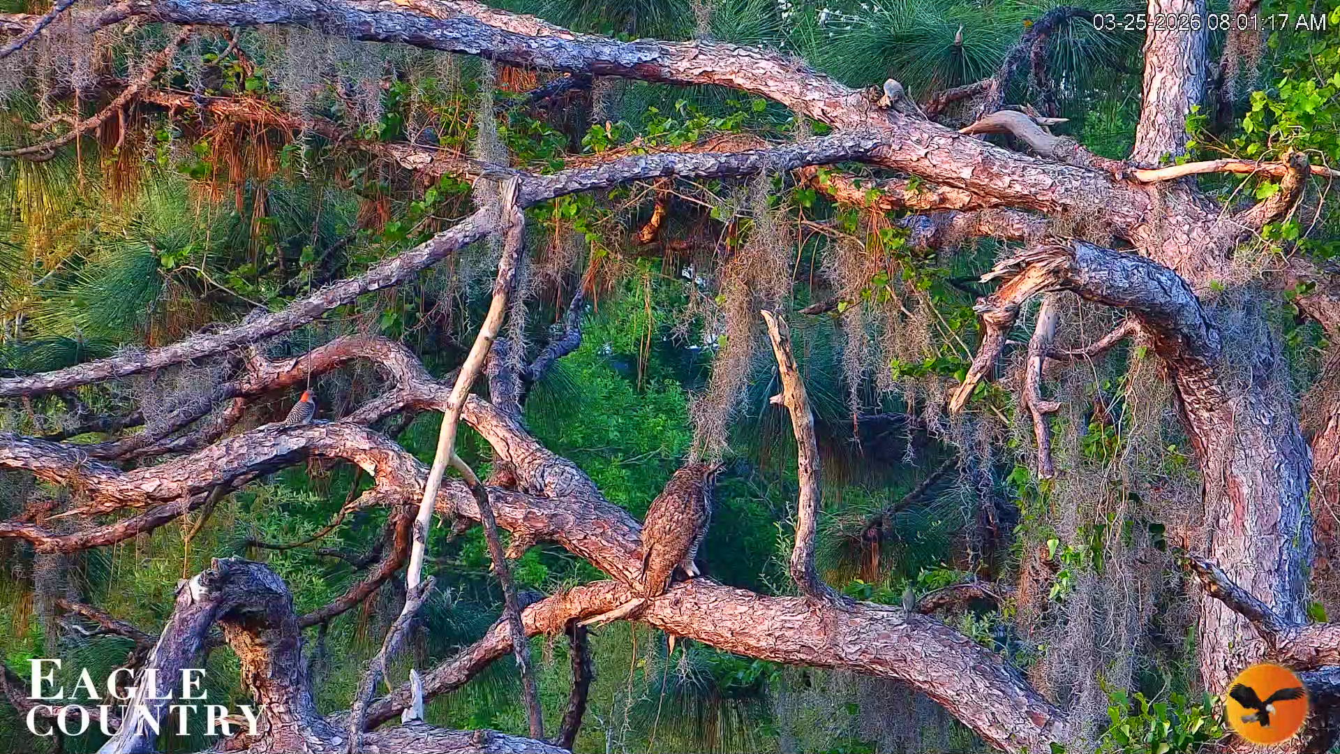 Snapshot of Eagle Country Great Horned Owl Nest Live Cam taken Mar 25, 2026, 12:40pm EDT