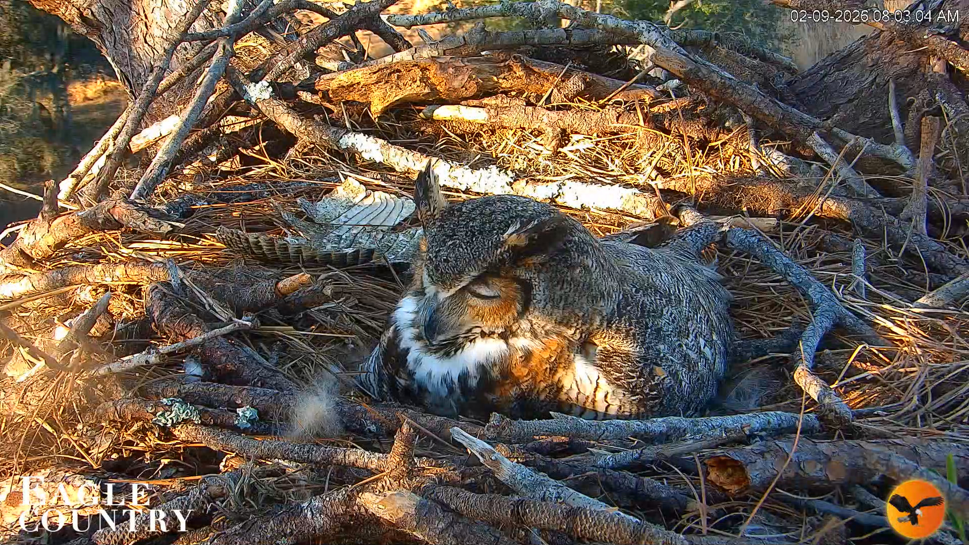 Snapshot of Eagle Country Great Horned Owl Nest Live Cam taken Feb 9, 2026, 8:03am EST