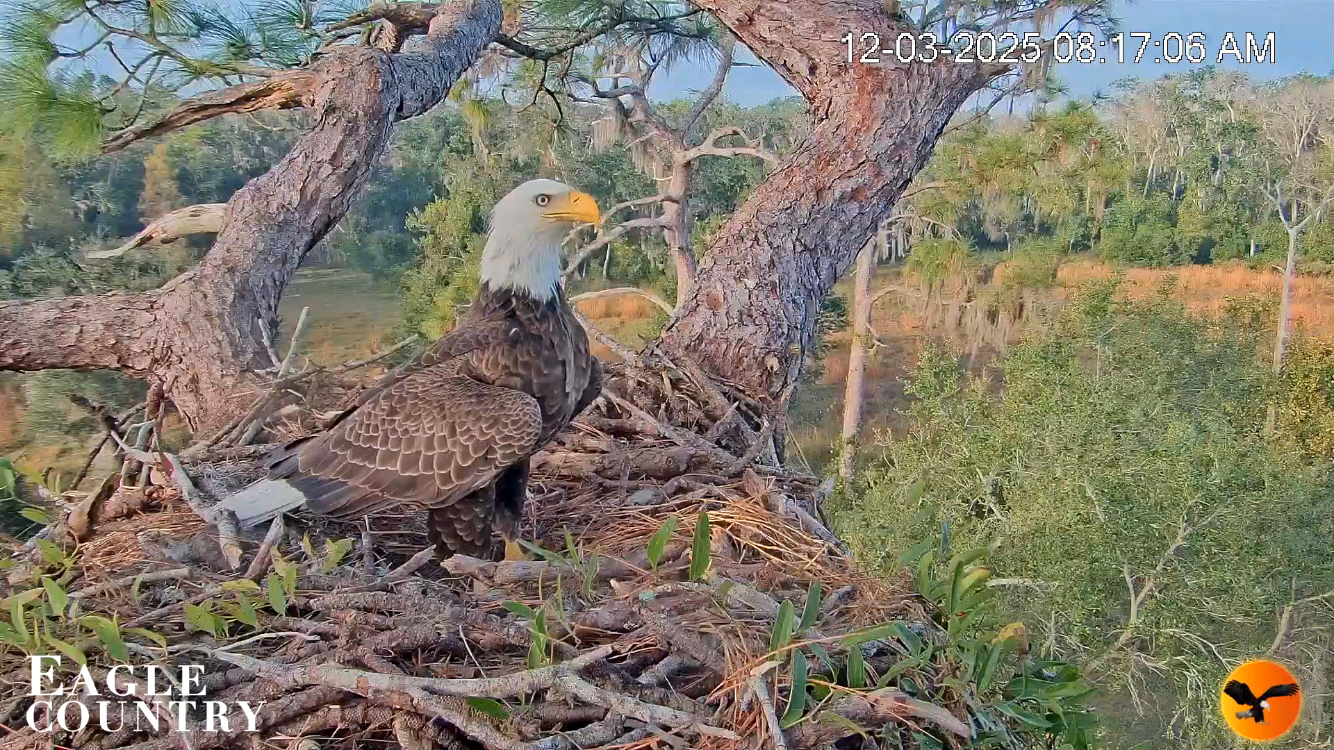 Snapshot of Eagle Country Bald Eagles Nest Live Cam taken Dec 3, 2025, 8:18am EST