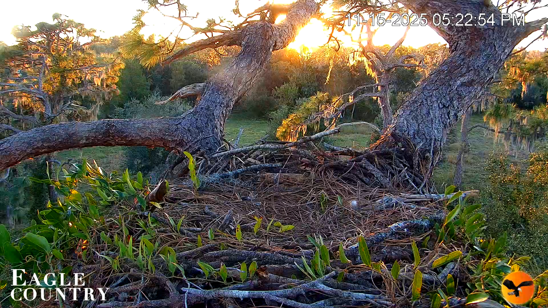 Snapshot of Eagle Country Bald Eagles Nest Live Cam taken Nov 15, 2025, 5:24pm EST