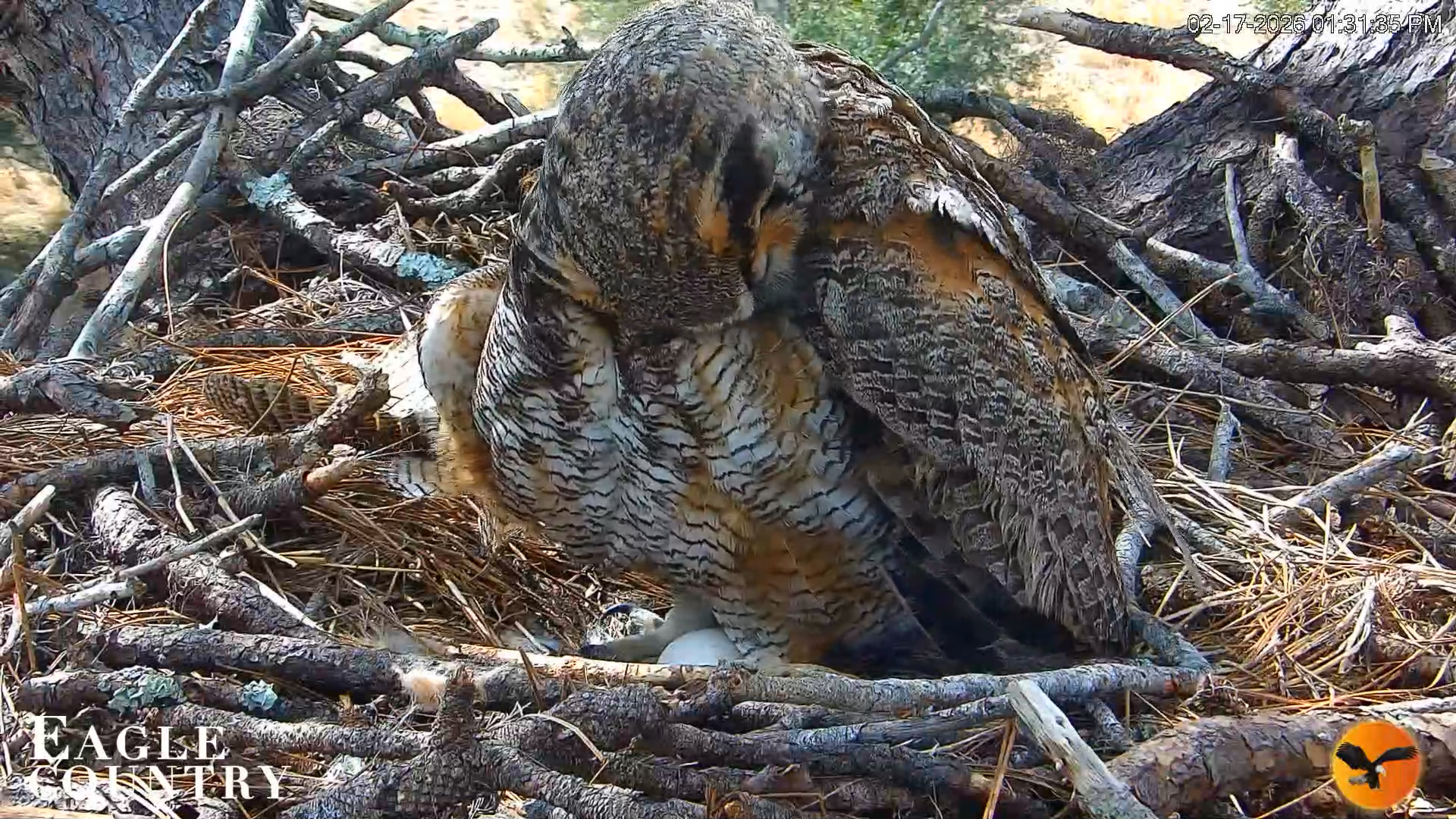 Snapshot of Eagle Country Great Horned Owl Nest Live Cam taken Feb 17, 2026, 1:32pm EST
