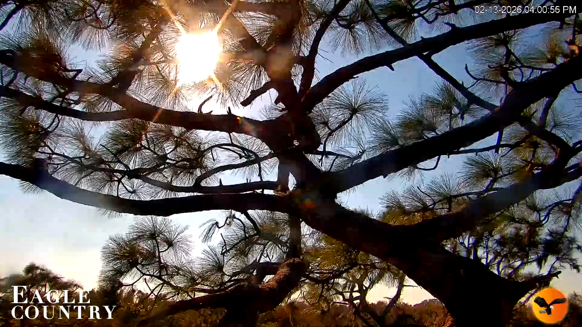 Snapshot of Eagle Country Great Horned Owl Nest Live Cam taken Feb 13, 2026, 4:02pm EST