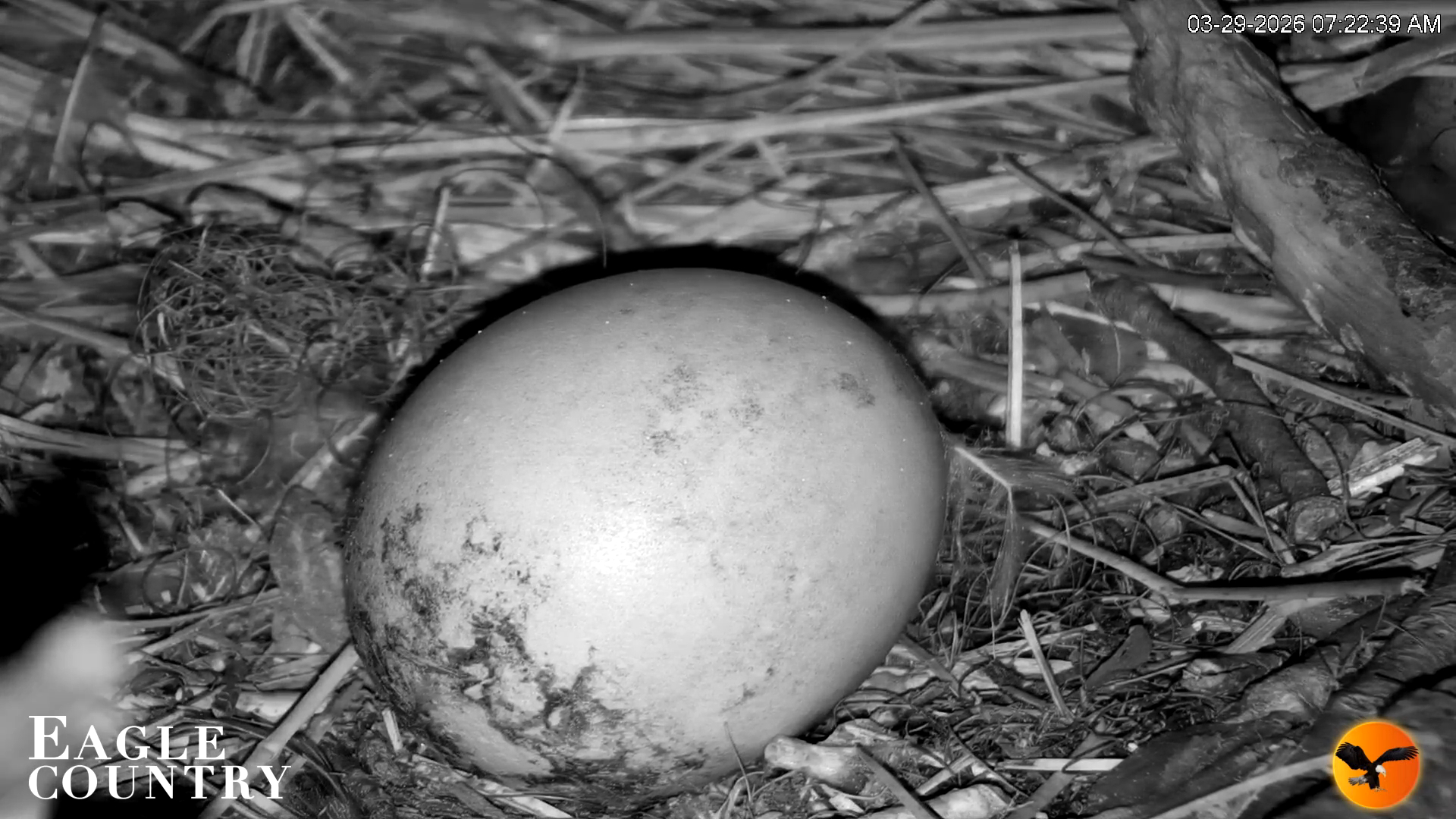 Snapshot of Eagle Country Great Horned Owl Nest Live Cam taken Mar 29, 2026, 7:23am EDT