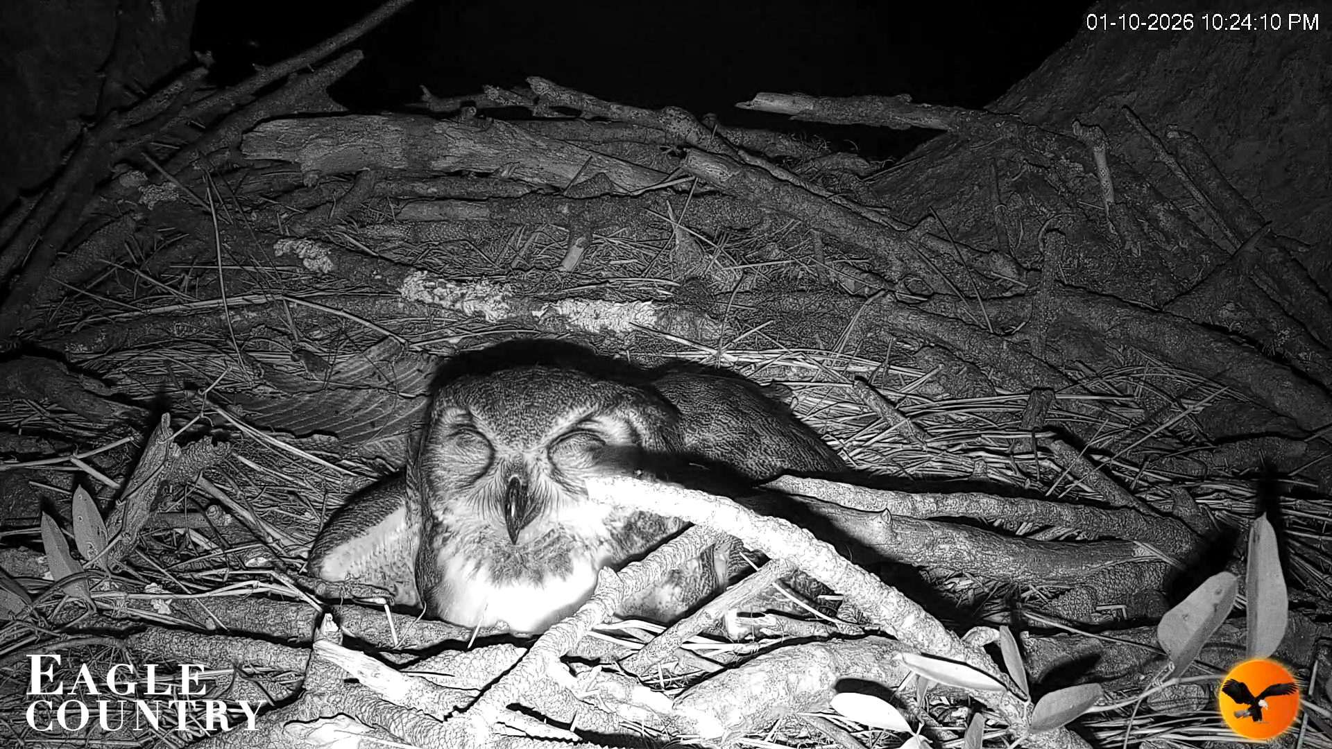 Snapshot of Eagle Country Great Horned Owl Nest Live Cam taken Jan 10, 2026, 10:25pm EST