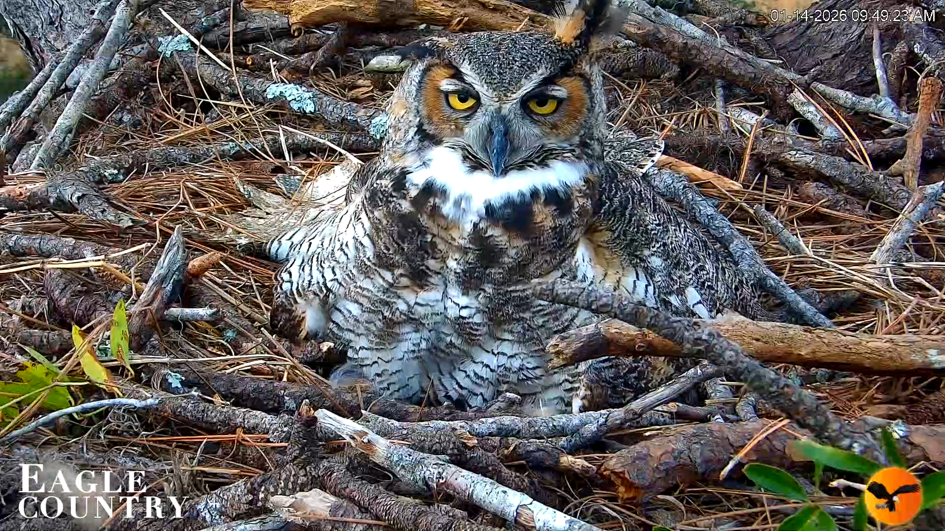 Snapshot of Eagle Country Great Horned Owl Nest Live Cam taken Jan 14, 2026, 9:50am EST