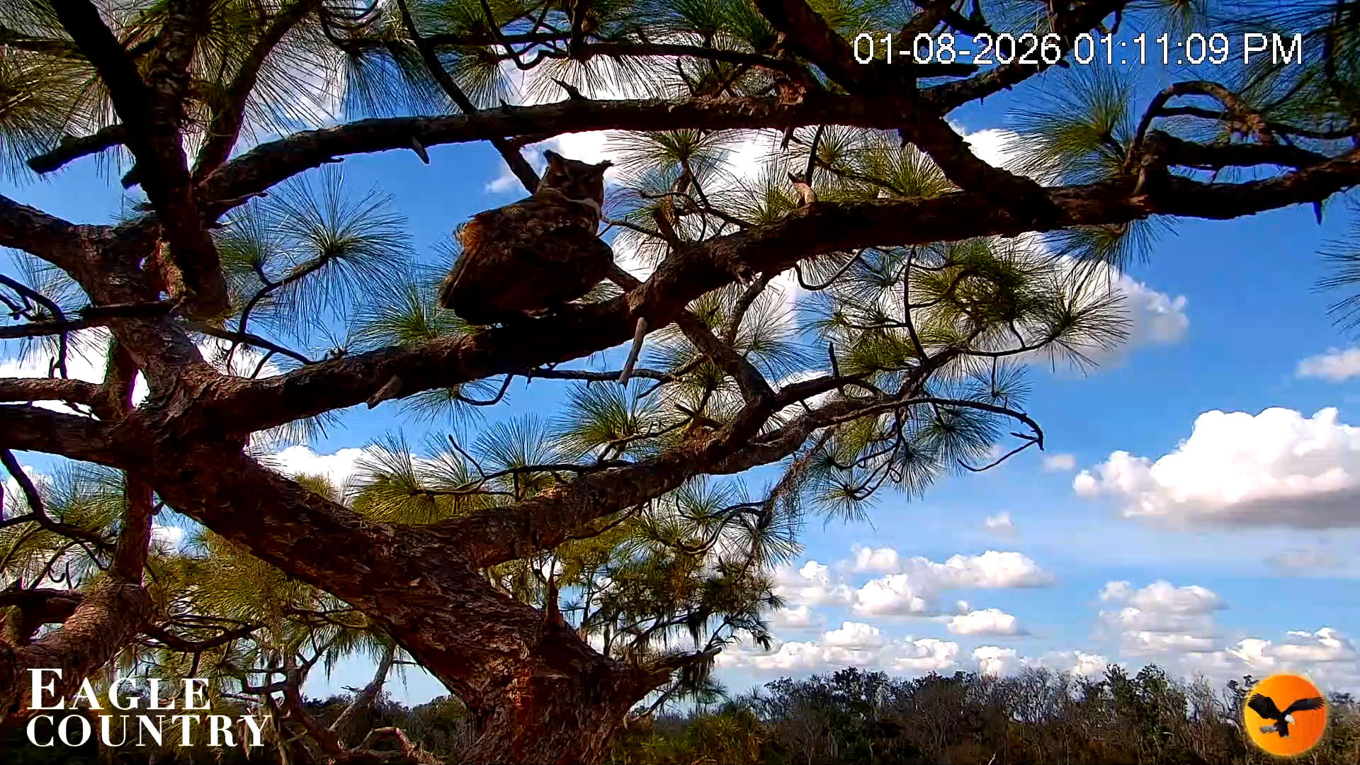 Snapshot of Eagle Country Great Horned Owl Nest Live Cam taken Jan 8, 2026, 1:11pm EST