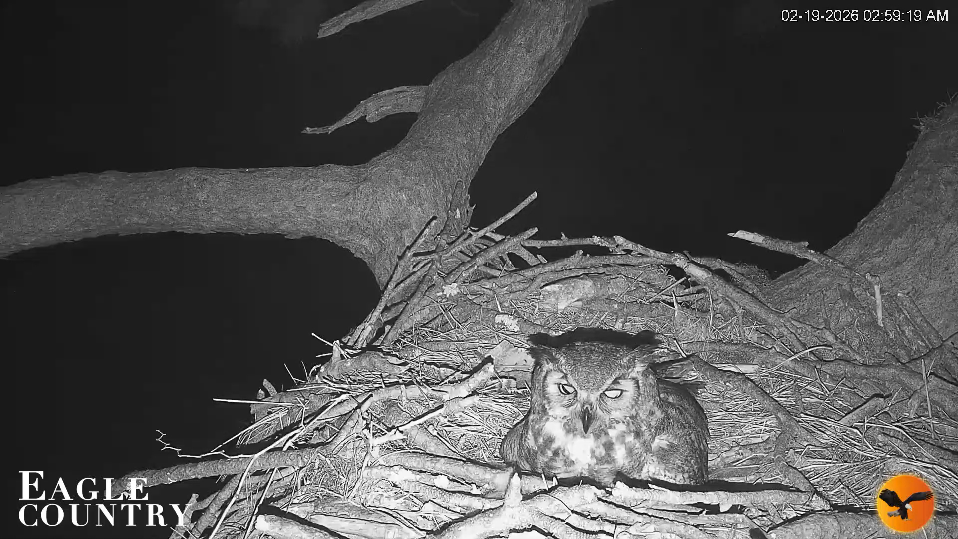 Snapshot of Eagle Country Great Horned Owl Nest Live Cam taken Feb 19, 2026, 3:00am EST