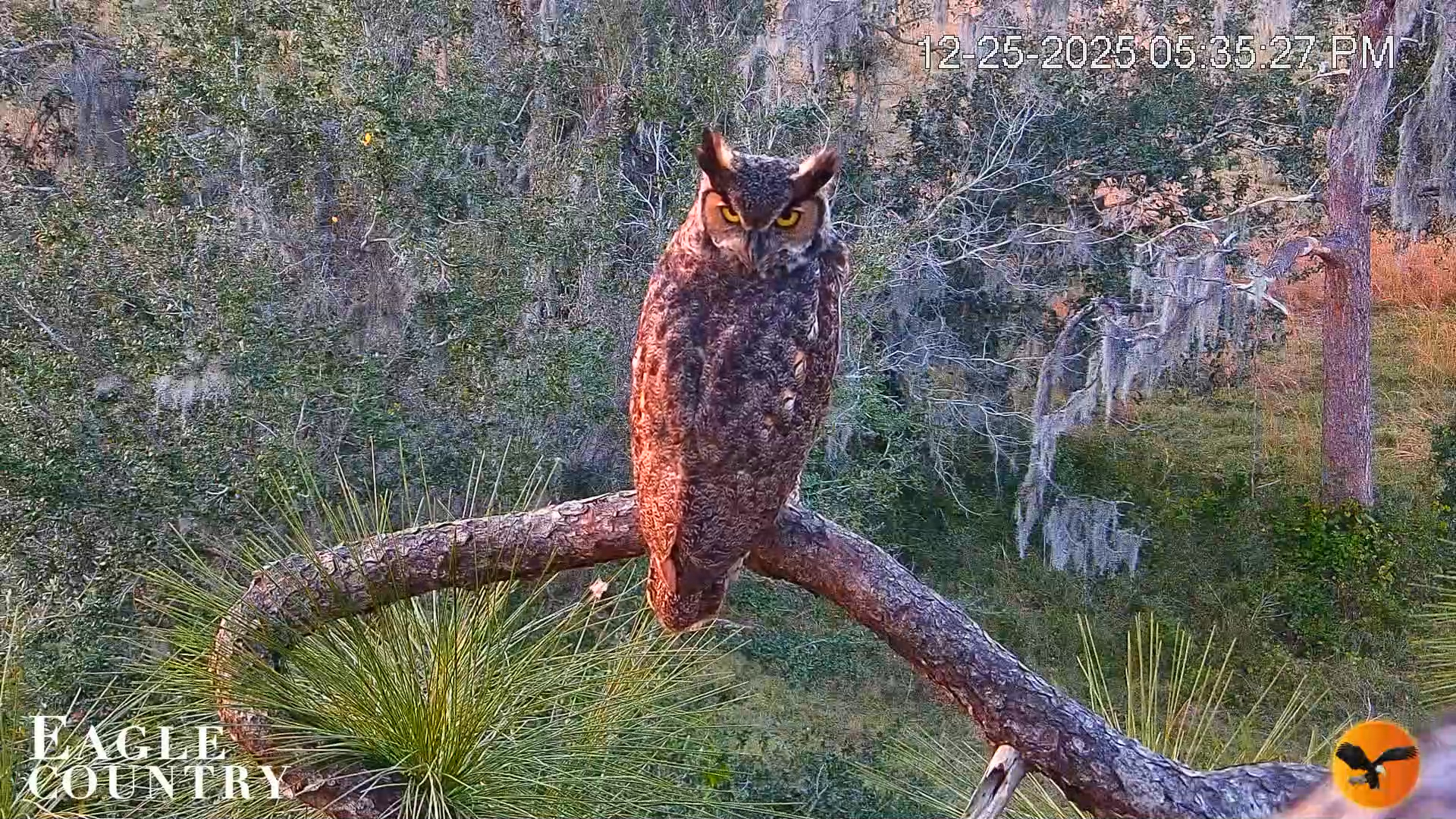 Snapshot of Eagle Country Bald Eagles Nest Live Cam taken Dec 25, 2025, 5:36pm EST