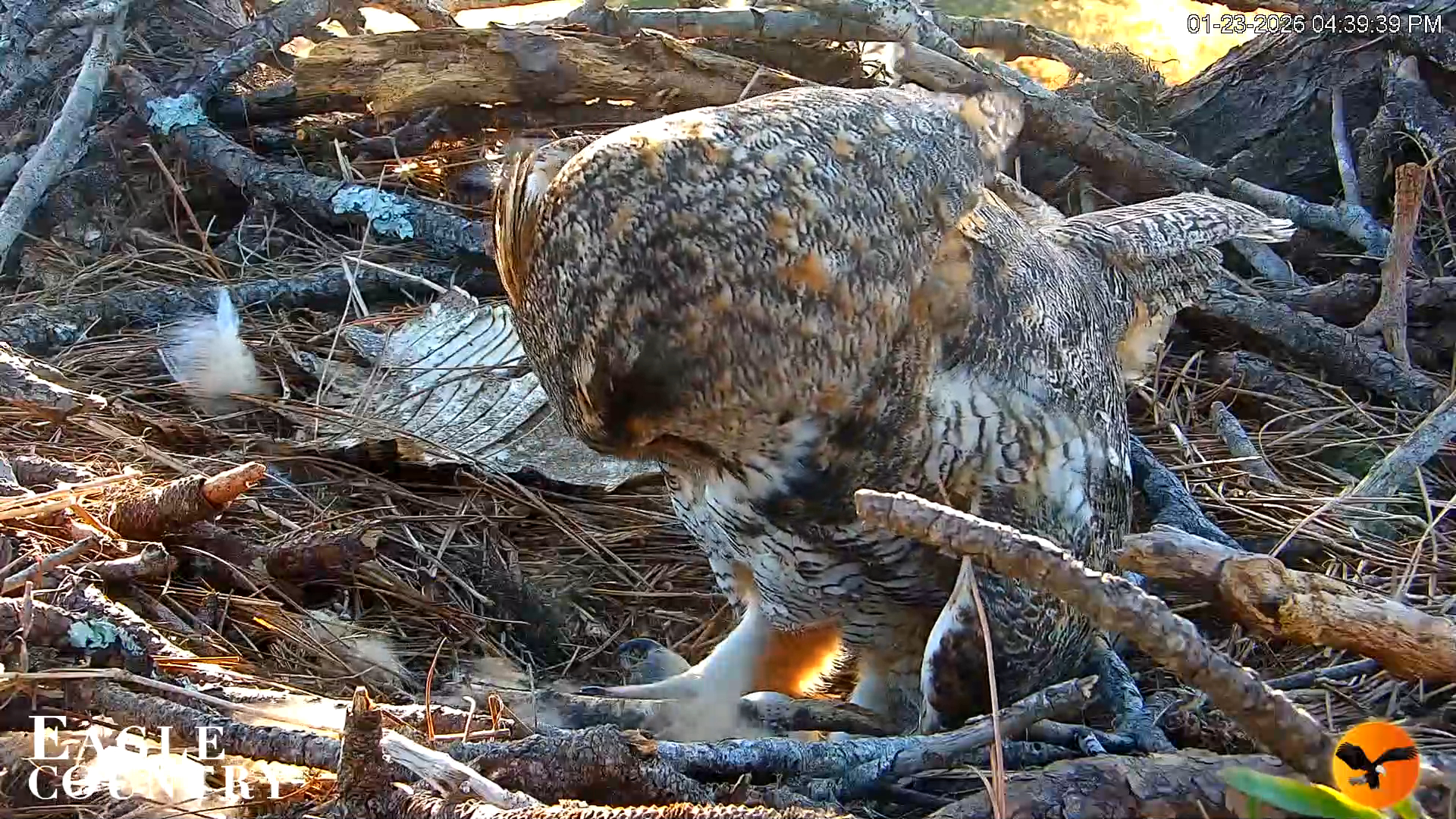 Snapshot of Eagle Country Great Horned Owl Nest Live Cam taken Jan 23, 2026, 4:40pm EST