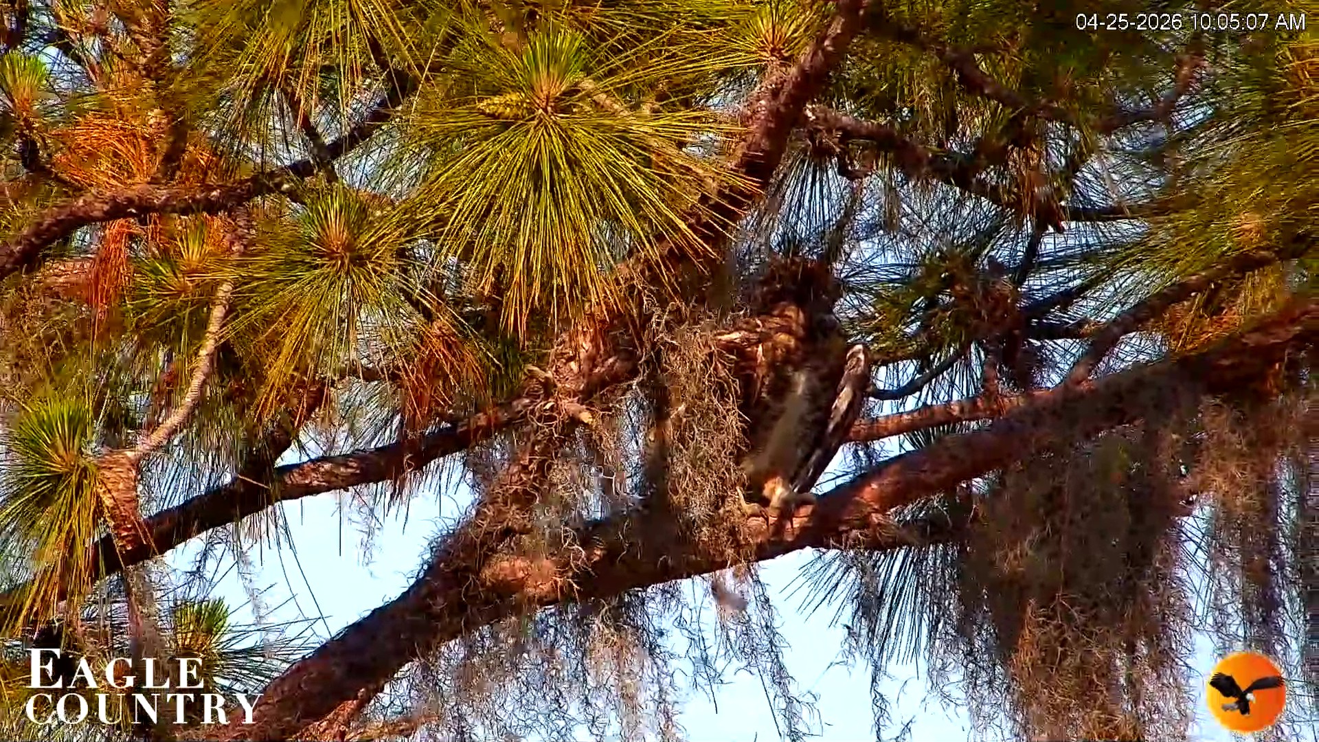 Snapshot of Eagle Country Great Horned Owl Nest Live Cam taken Apr 25, 2026, 10:06am EDT