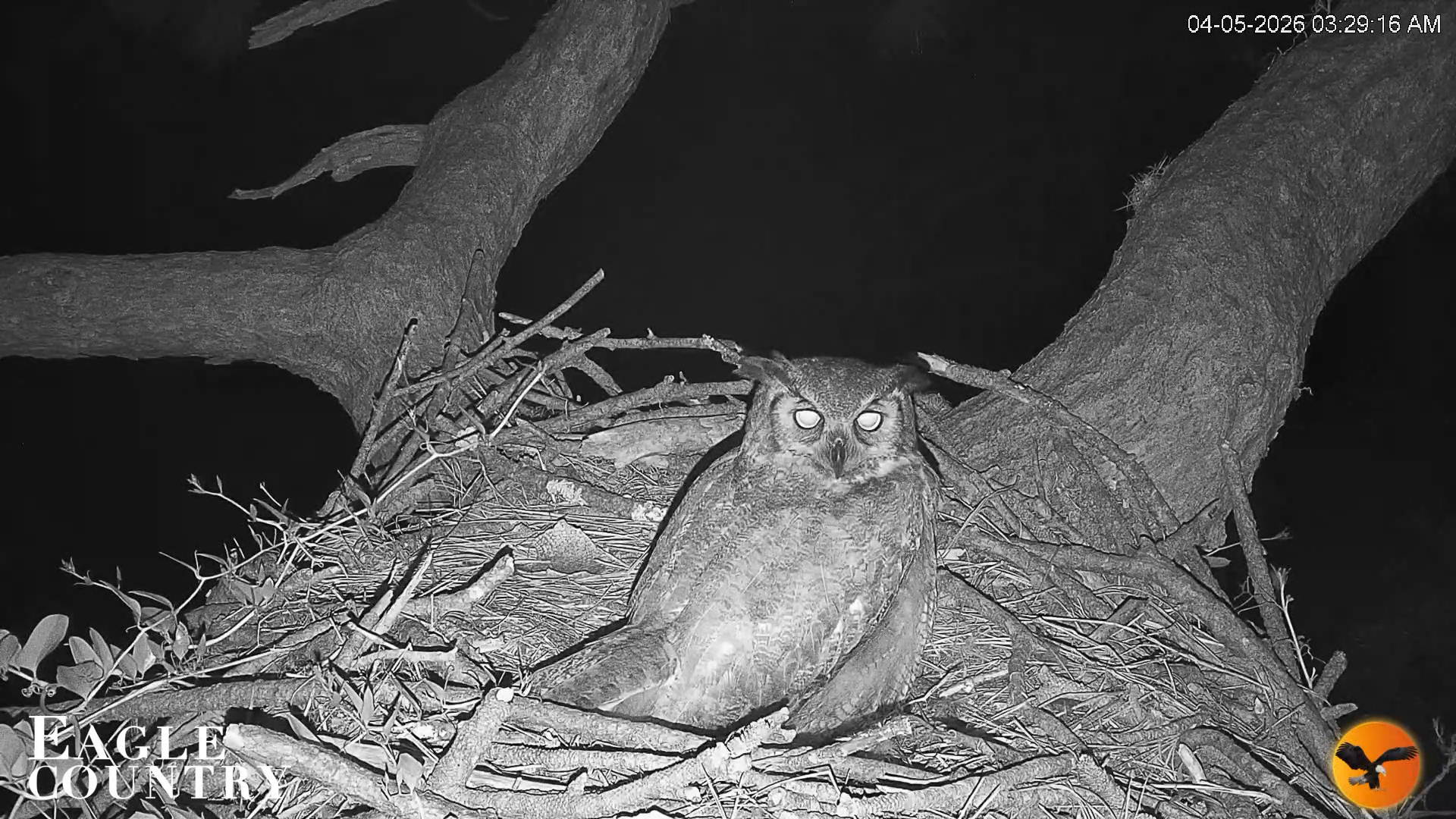 Snapshot of Eagle Country Great Horned Owl Nest Live Cam taken Apr 5, 2026, 3:30am EDT
