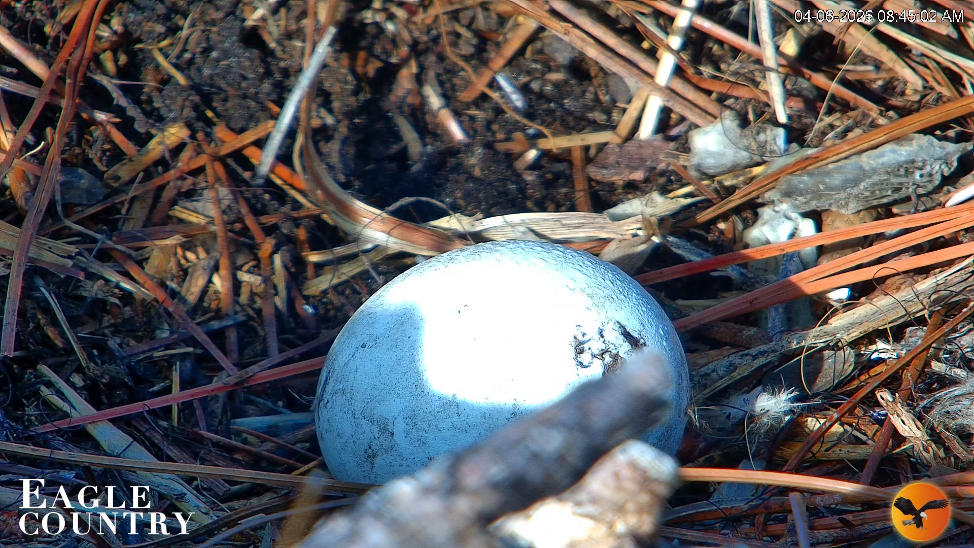 Snapshot of Eagle Country Great Horned Owl Nest Live Cam taken Apr 6, 2026, 9:16am EDT