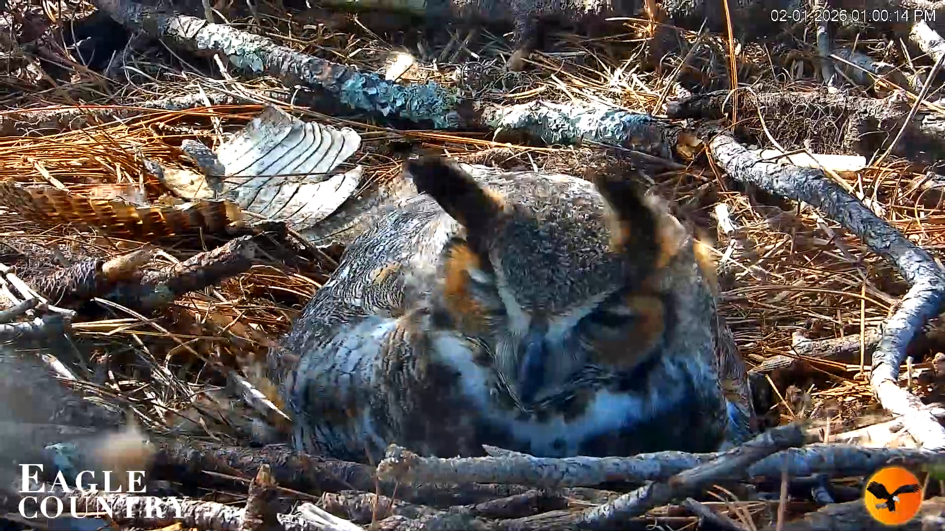 Snapshot of Eagle Country Great Horned Owl Nest Live Cam taken Feb 1, 2026, 1:01pm EST