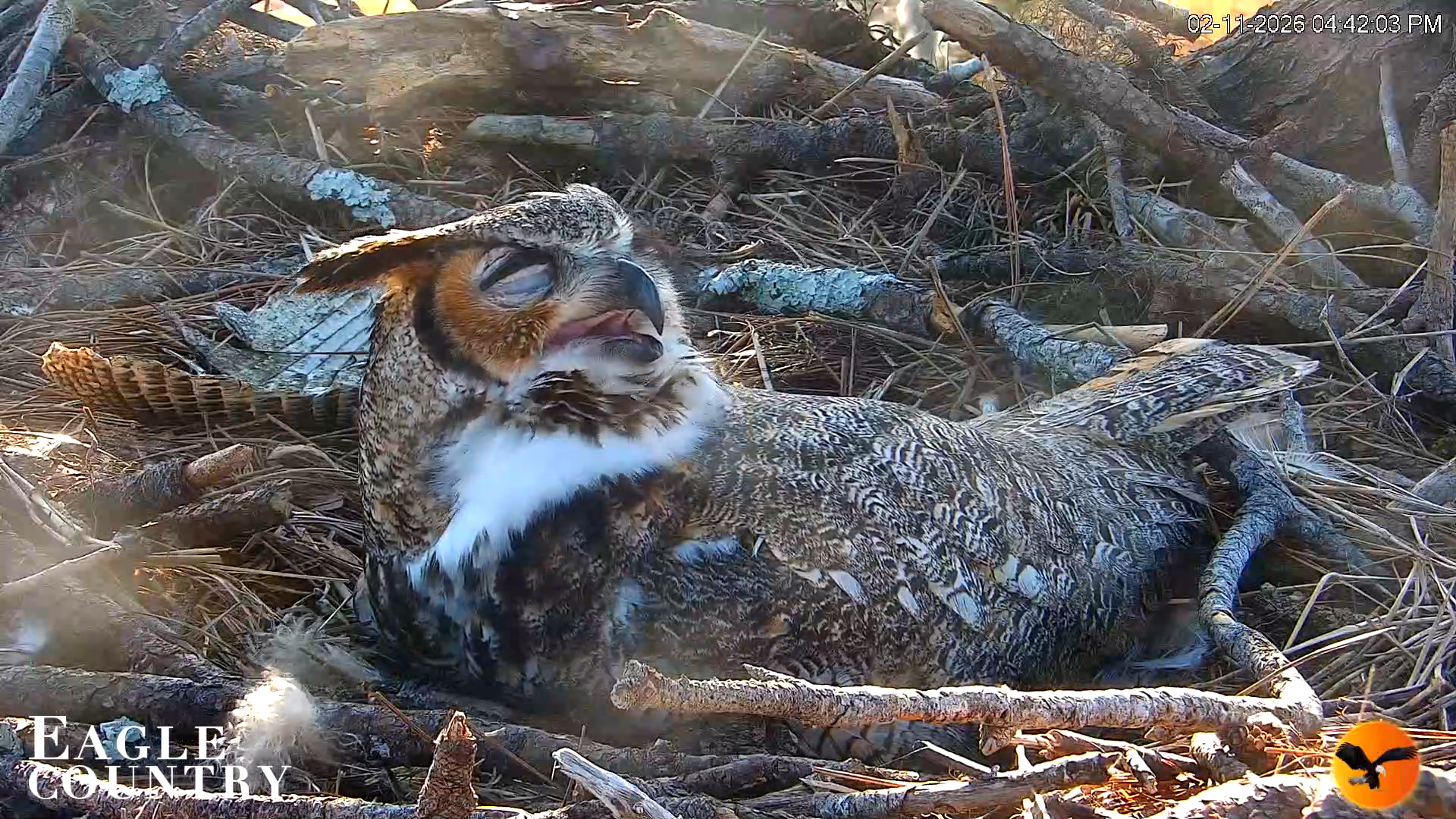 Snapshot of Eagle Country Great Horned Owl Nest Live Cam taken Feb 11, 2026, 4:43pm EST