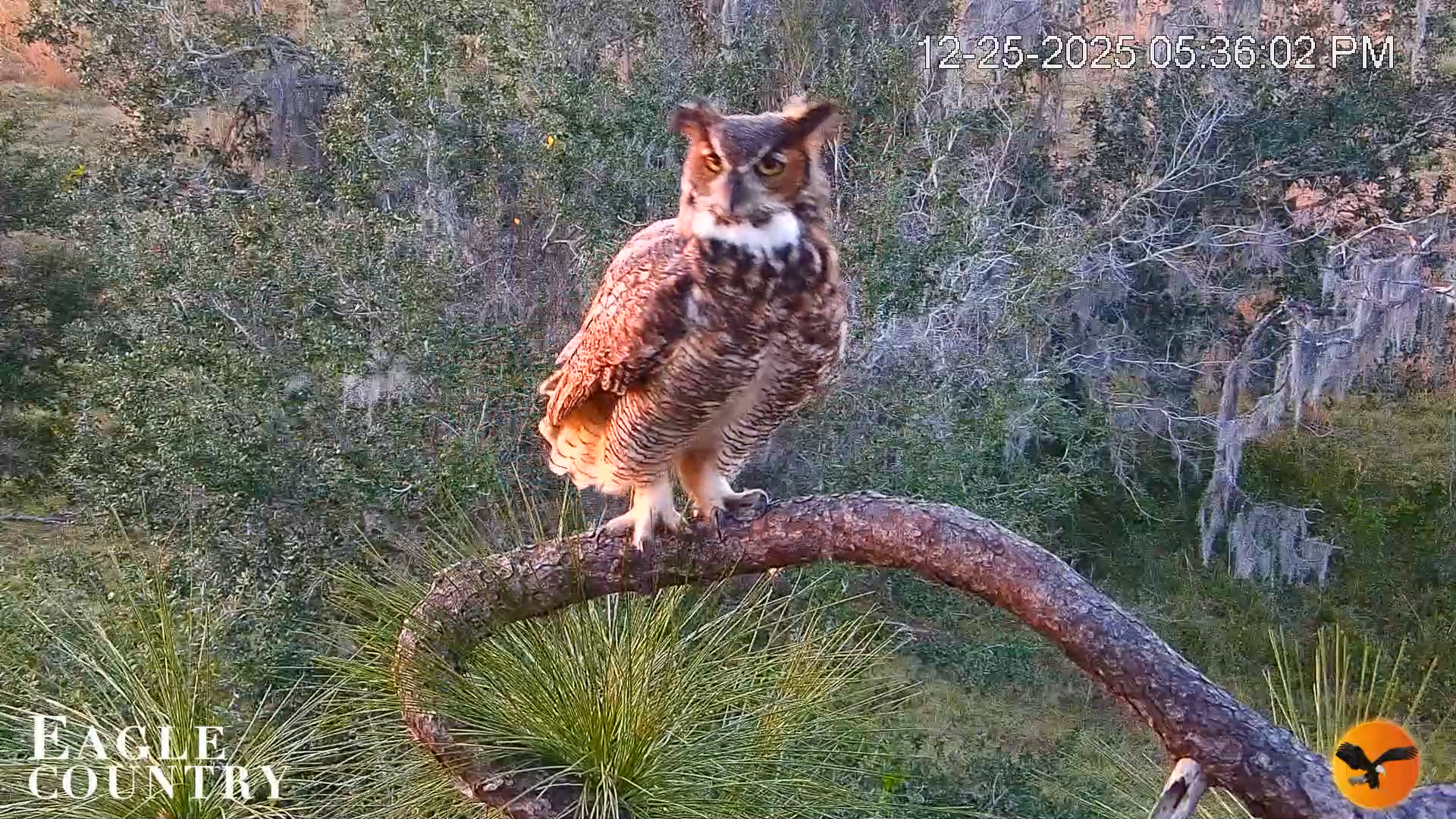 Snapshot of Eagle Country Bald Eagles Nest Live Cam taken Dec 25, 2025, 5:36pm EST