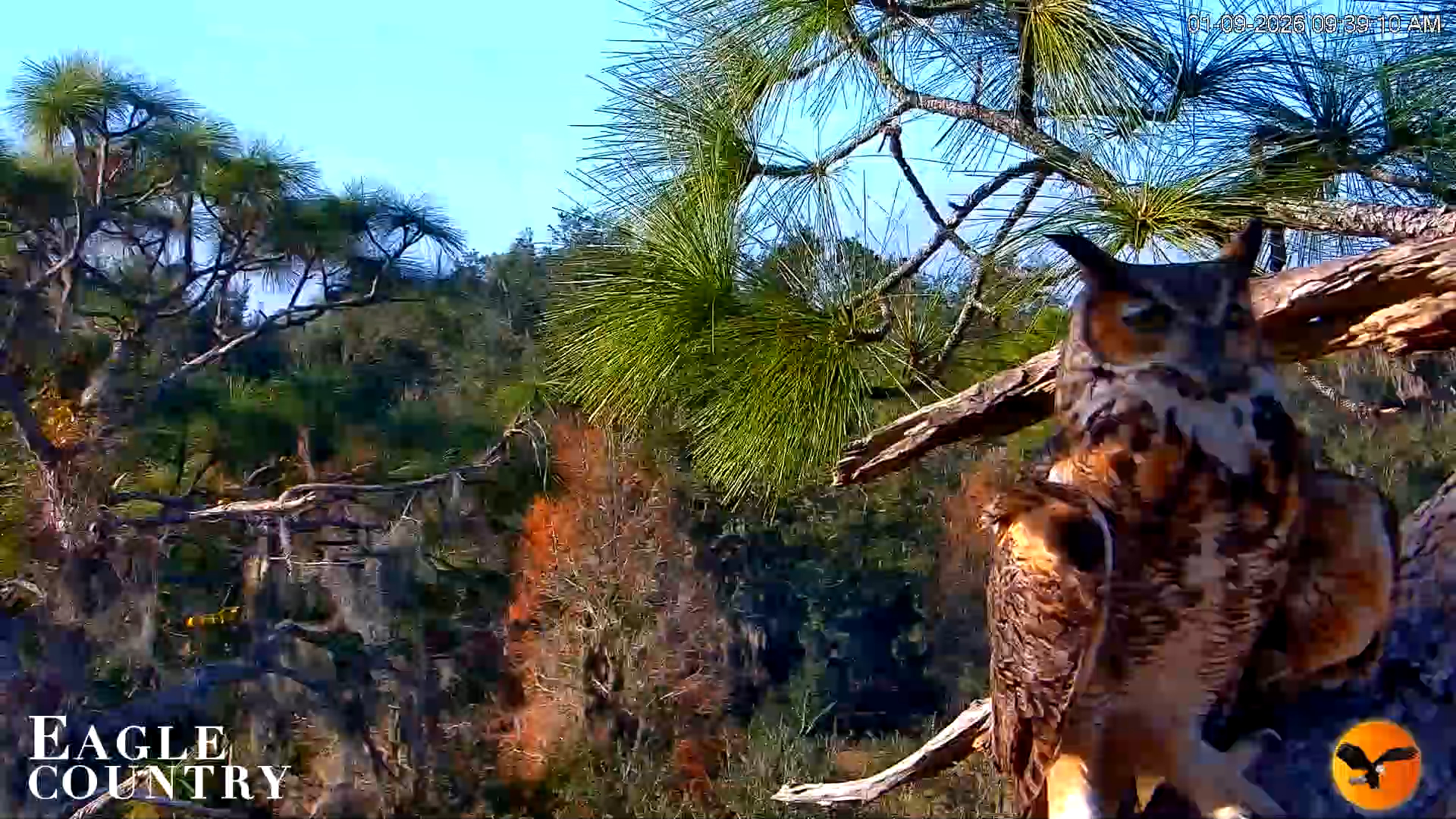 Snapshot of Eagle Country Great Horned Owl Nest Live Cam taken Jan 9, 2026, 9:40am EST