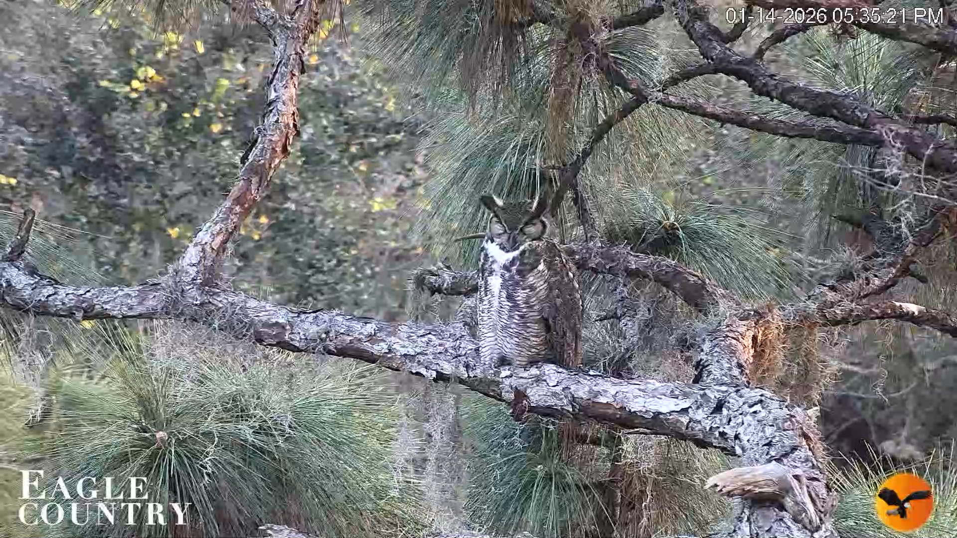 Snapshot of Eagle Country Great Horned Owl Nest Live Cam taken Jan 14, 2026, 5:35pm EST