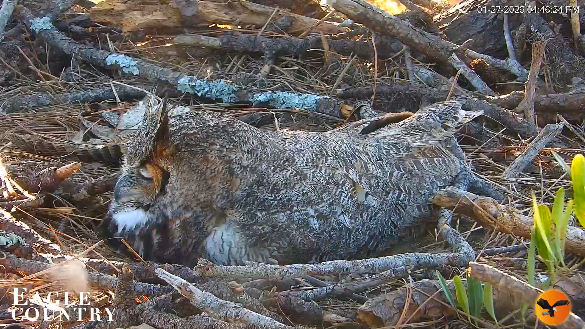 Snapshot of Eagle Country Great Horned Owl Nest Live Cam taken Jan 27, 2026, 4:47pm EST