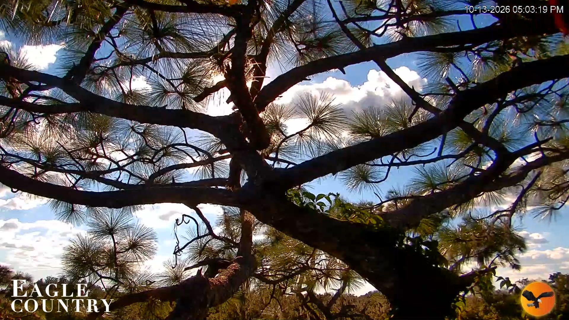 Snapshot of Eagle Country Great Horned Owl Nest Live Cam taken Oct 13, 2026, 5:04pm EDT