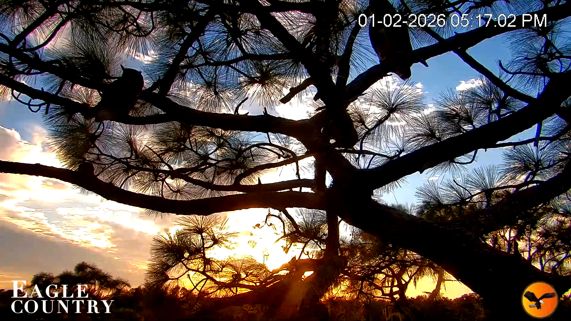 Snapshot of Eagle Country Great Horned Owl Nest Live Cam taken Jan 2, 2026, 5:17pm EST