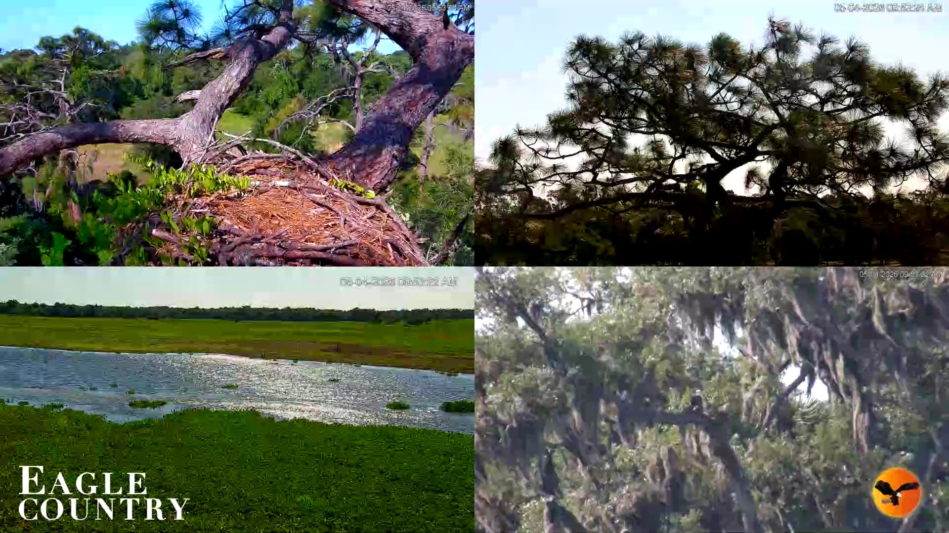 Snapshot of Eagle Country Great Horned Owl Nest Live Cam taken May 4, 2026, 9:54am EDT
