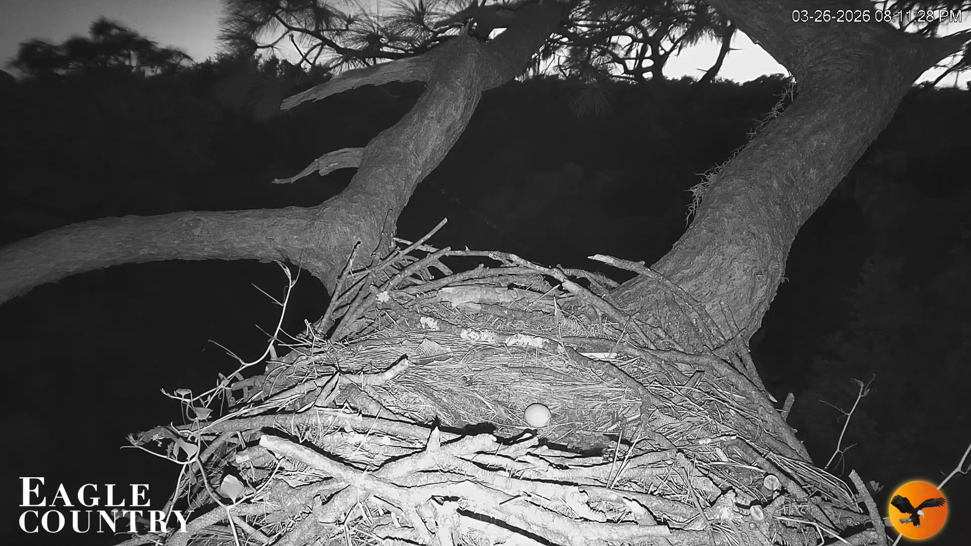 Snapshot of Eagle Country Great Horned Owl Nest Live Cam taken Mar 26, 2026, 8:12pm EDT