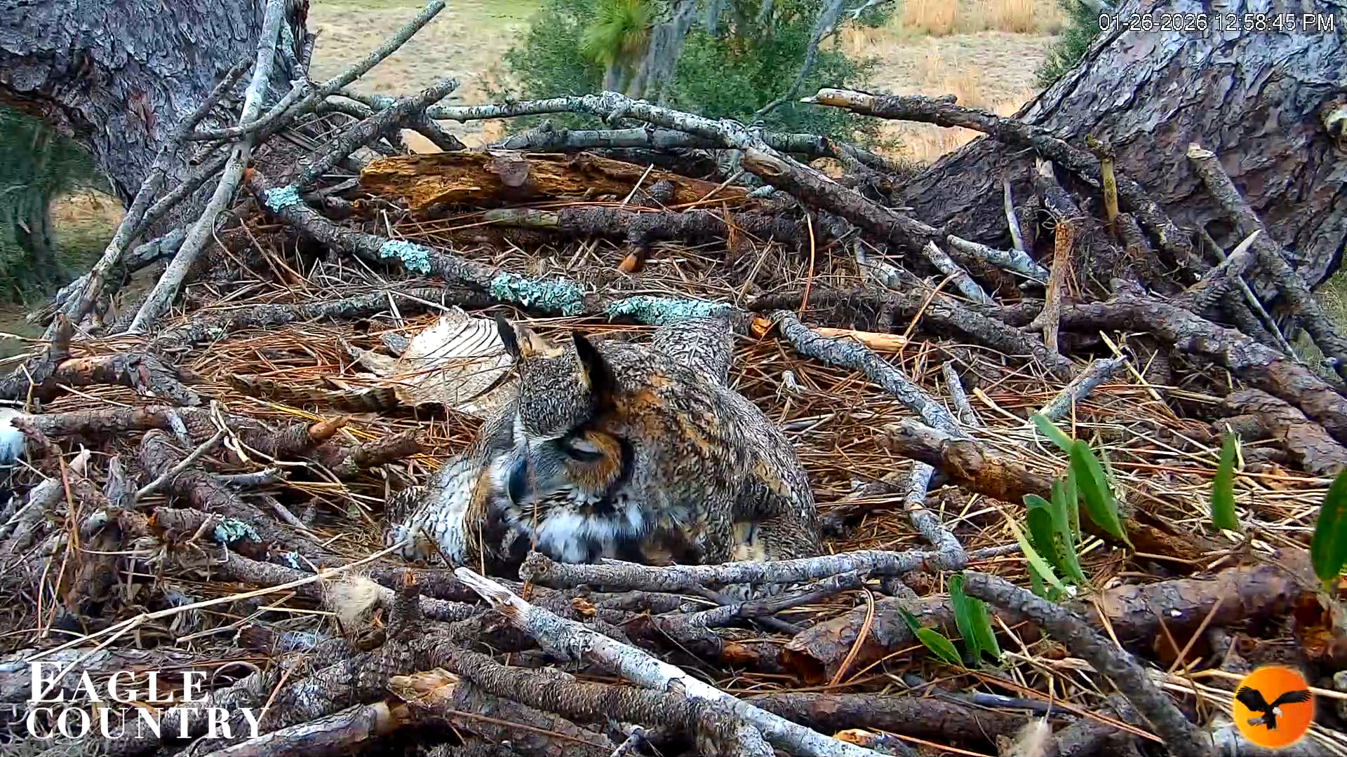 Snapshot of Eagle Country Great Horned Owl Nest Live Cam taken Jan 26, 2026, 12:59pm EST