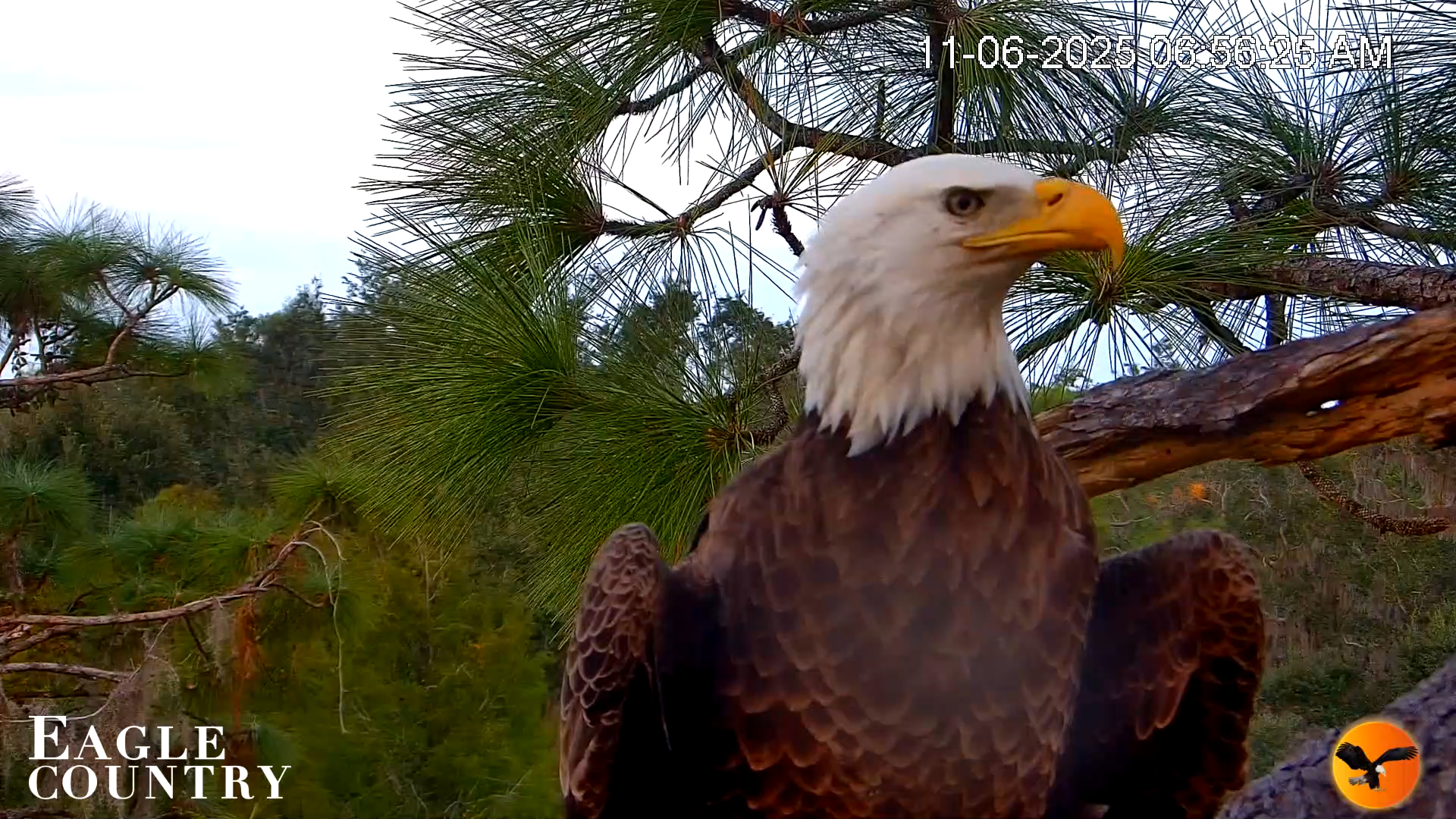 Snapshot of Eagle Country Bald Eagles Nest Live Cam taken Nov 6, 2025, 6:57am EST