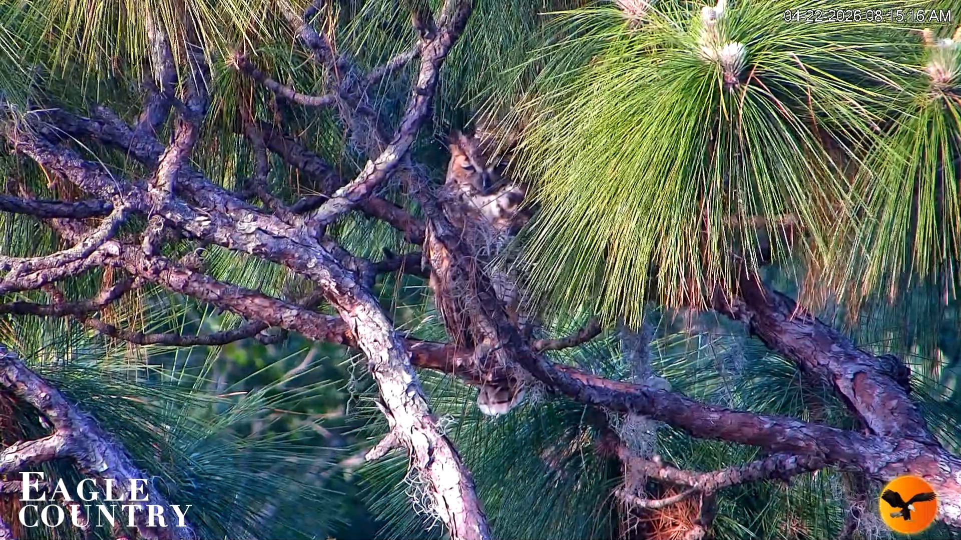 Snapshot of Eagle Country Great Horned Owl Nest Live Cam taken Apr 22, 2026, 8:15am EDT