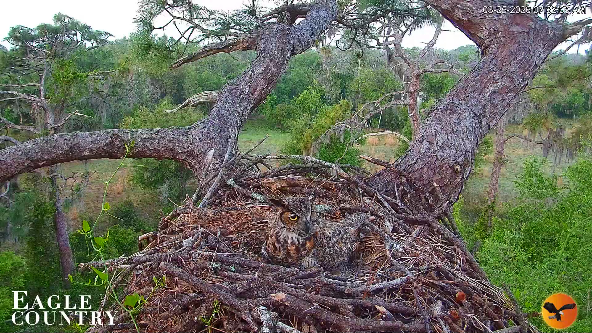 Snapshot of Eagle Country Great Horned Owl Nest Live Cam taken Mar 25, 2026, 7:33am EDT