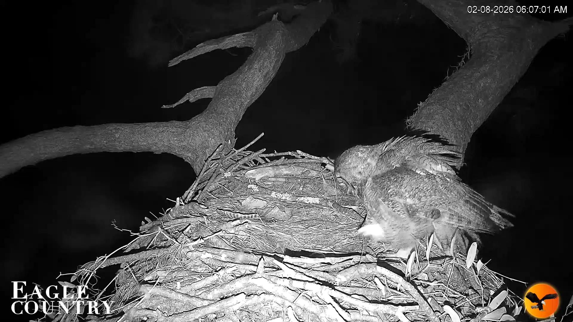 Snapshot of Eagle Country Great Horned Owl Nest Live Cam taken Feb 8, 2026, 6:08am EST