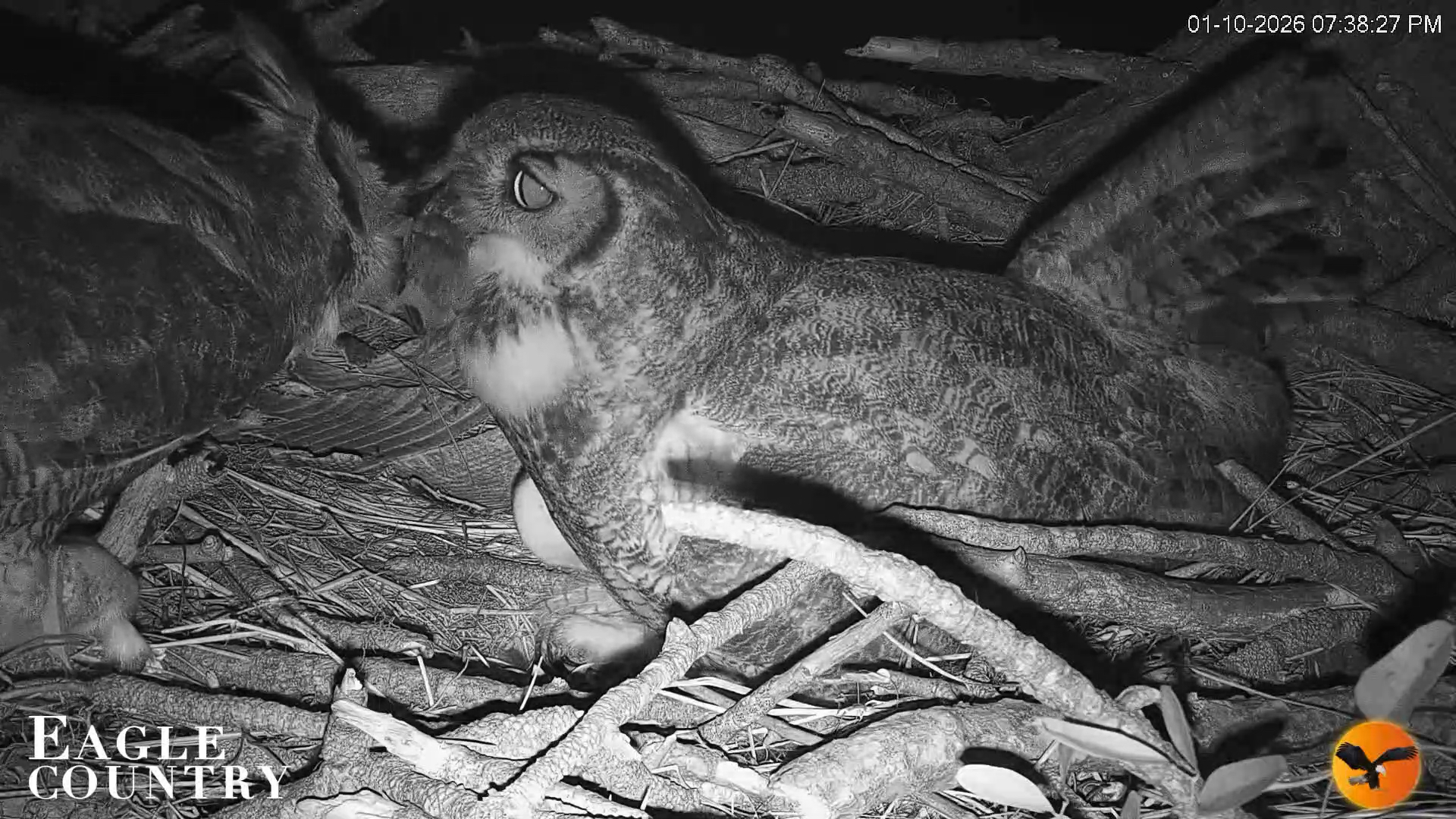 Snapshot of Eagle Country Great Horned Owl Nest Live Cam taken Jan 10, 2026, 7:39pm EST