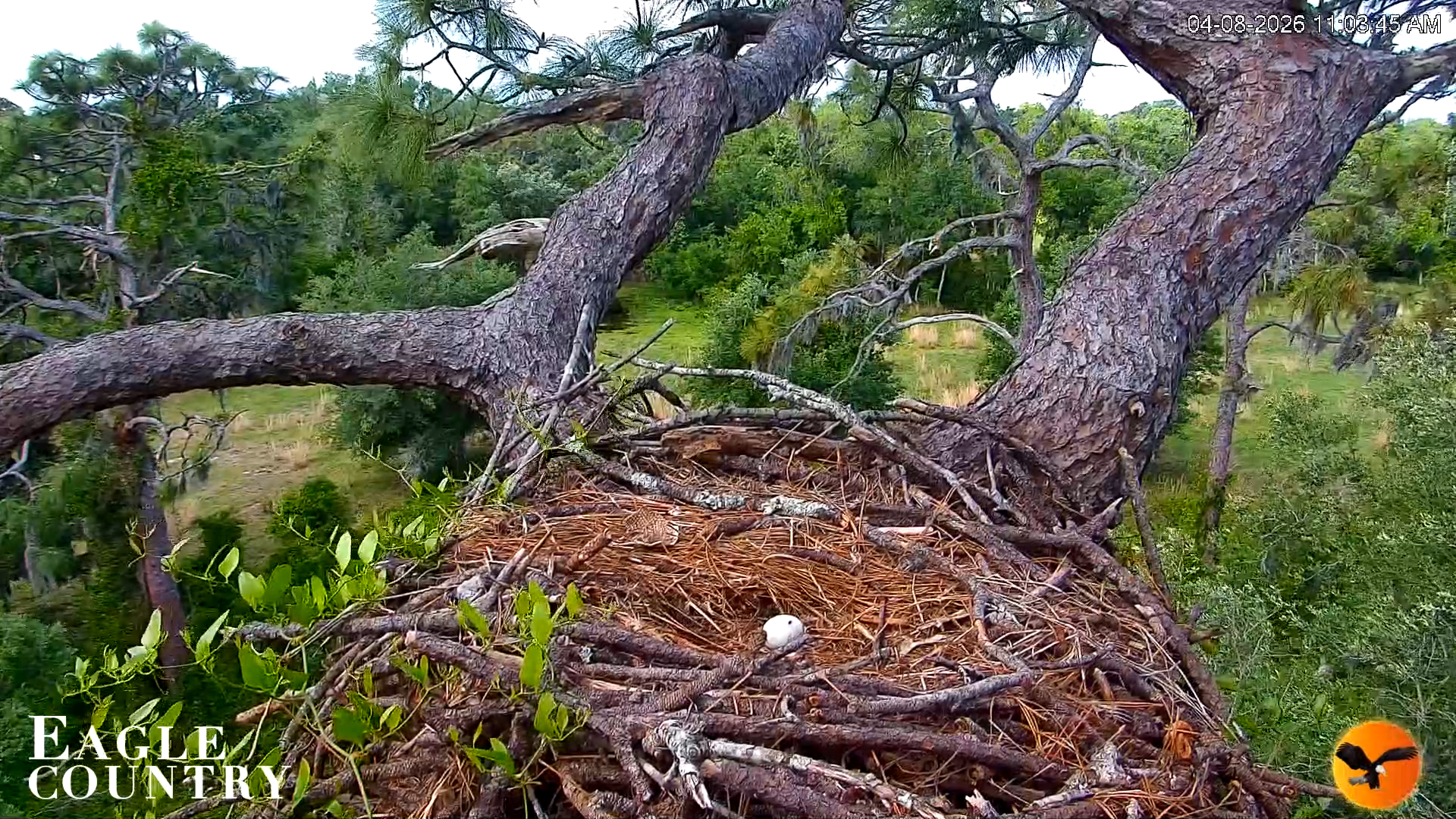Snapshot of Eagle Country Great Horned Owl Nest Live Cam taken Apr 8, 2026, 11:04am EDT