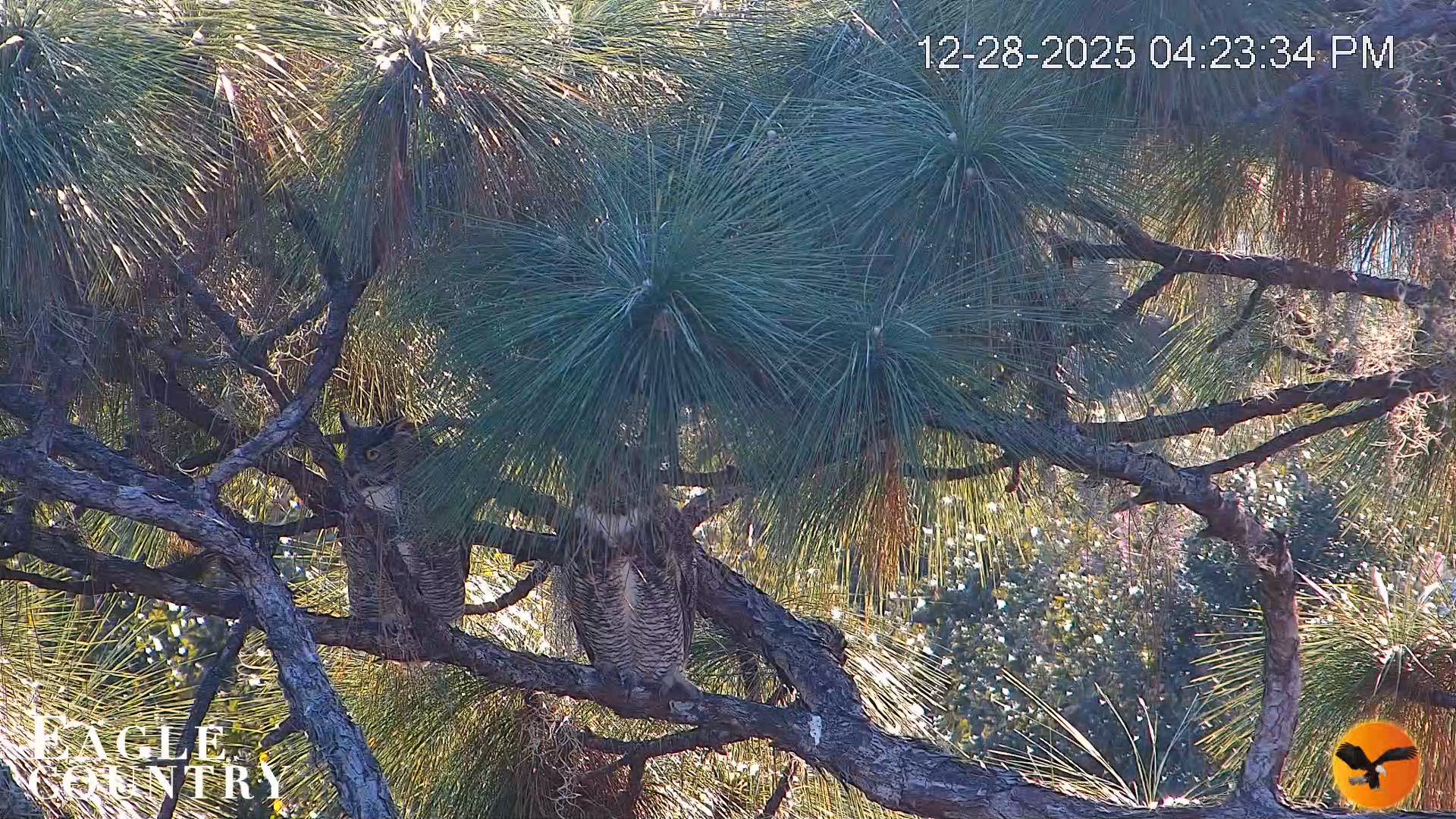 Snapshot of Eagle Country Bald Eagles Nest Live Cam taken Dec 28, 2025, 4:24pm EST