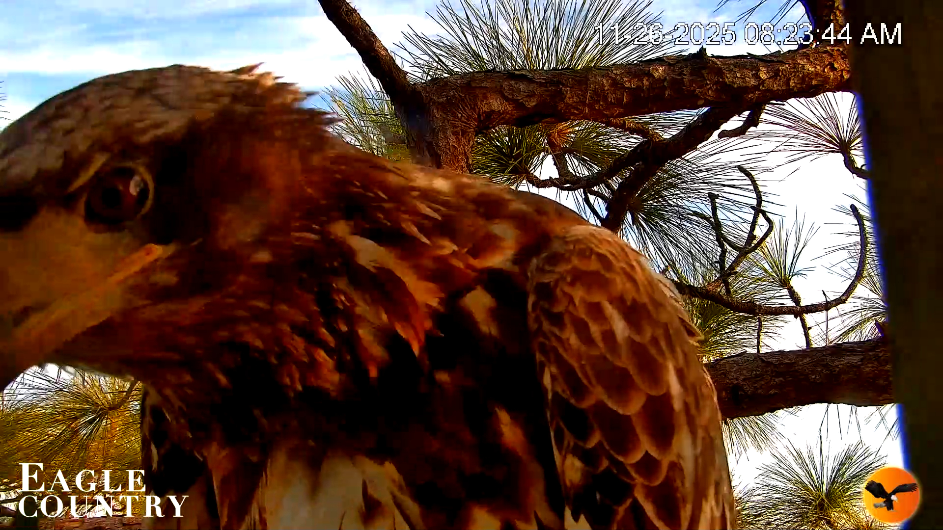 Snapshot of Eagle Country Bald Eagles Nest Live Cam taken Nov 26, 2025, 8:25am EST