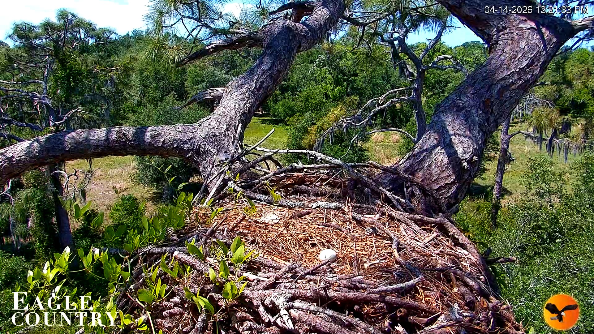 Snapshot of Eagle Country Great Horned Owl Nest Live Cam taken Apr 14, 2026, 12:22pm EDT