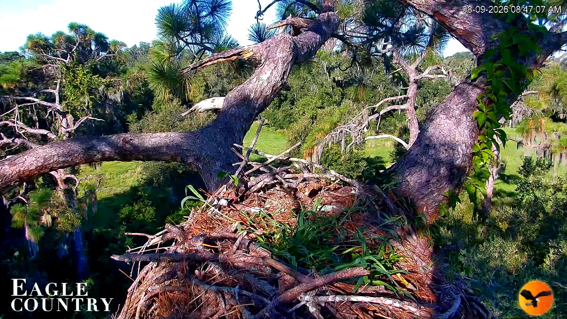 Snapshot of Eagle Country Great Horned Owl Nest Live Cam taken Aug 9, 2026, 8:47am EDT