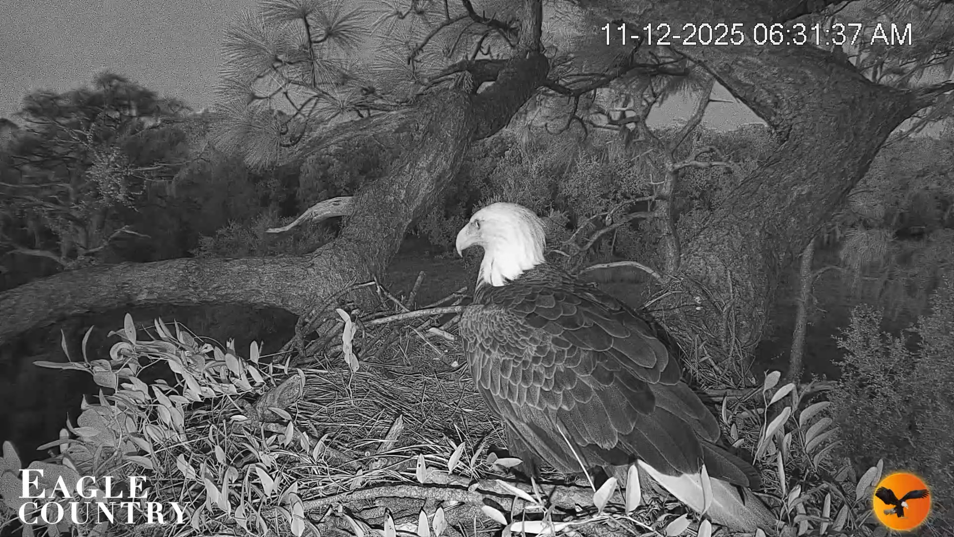 Snapshot of Eagle Country Bald Eagles Nest Live Cam taken Nov 12, 2025, 9:26am EST