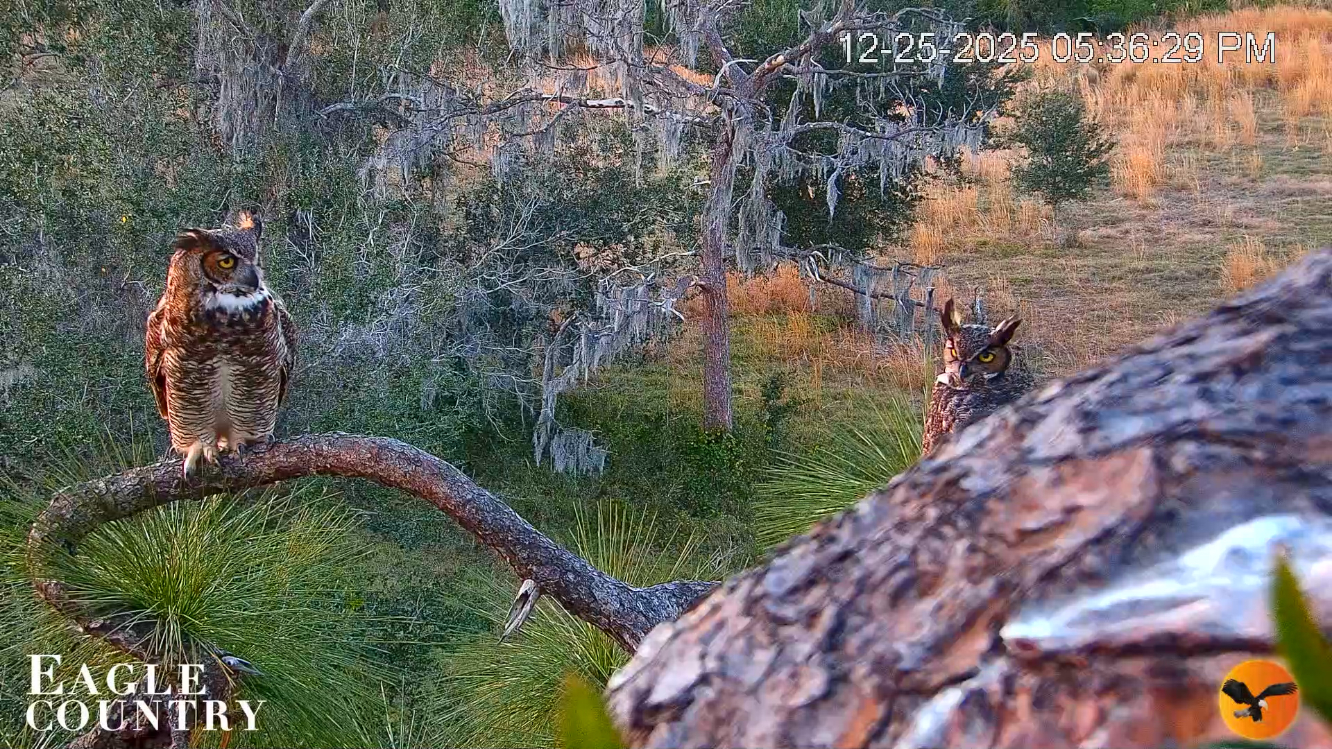 Snapshot of Eagle Country Bald Eagles Nest Live Cam taken Dec 25, 2025, 5:37pm EST