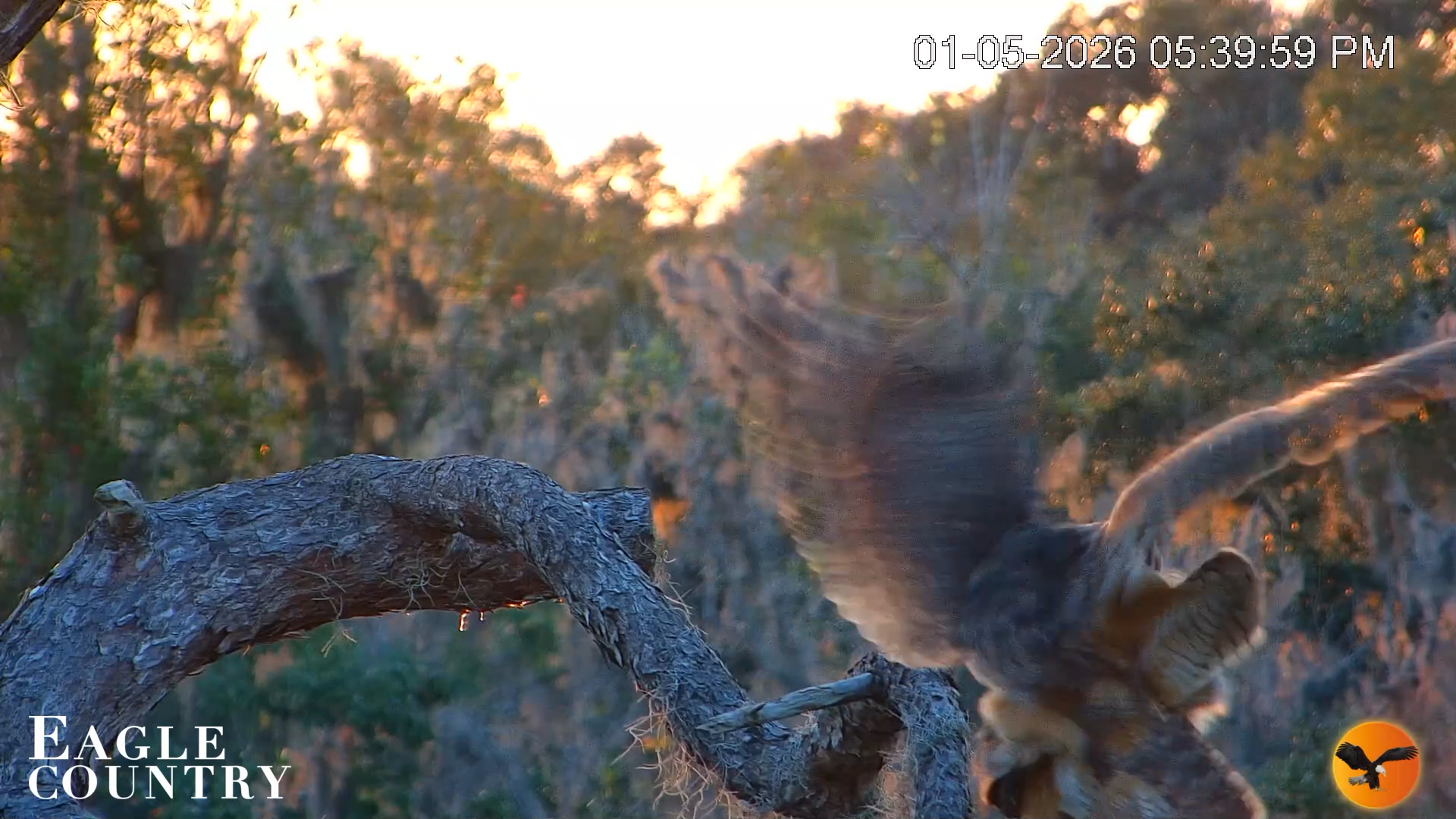 Snapshot of Eagle Country Great Horned Owl Nest Live Cam taken Jan 5, 2026, 5:40pm EST