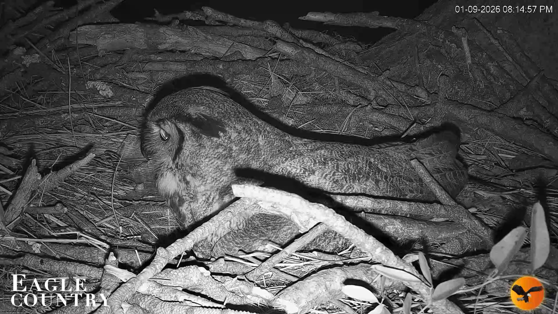 Snapshot of Eagle Country Great Horned Owl Nest Live Cam taken Jan 9, 2026, 8:21pm EST