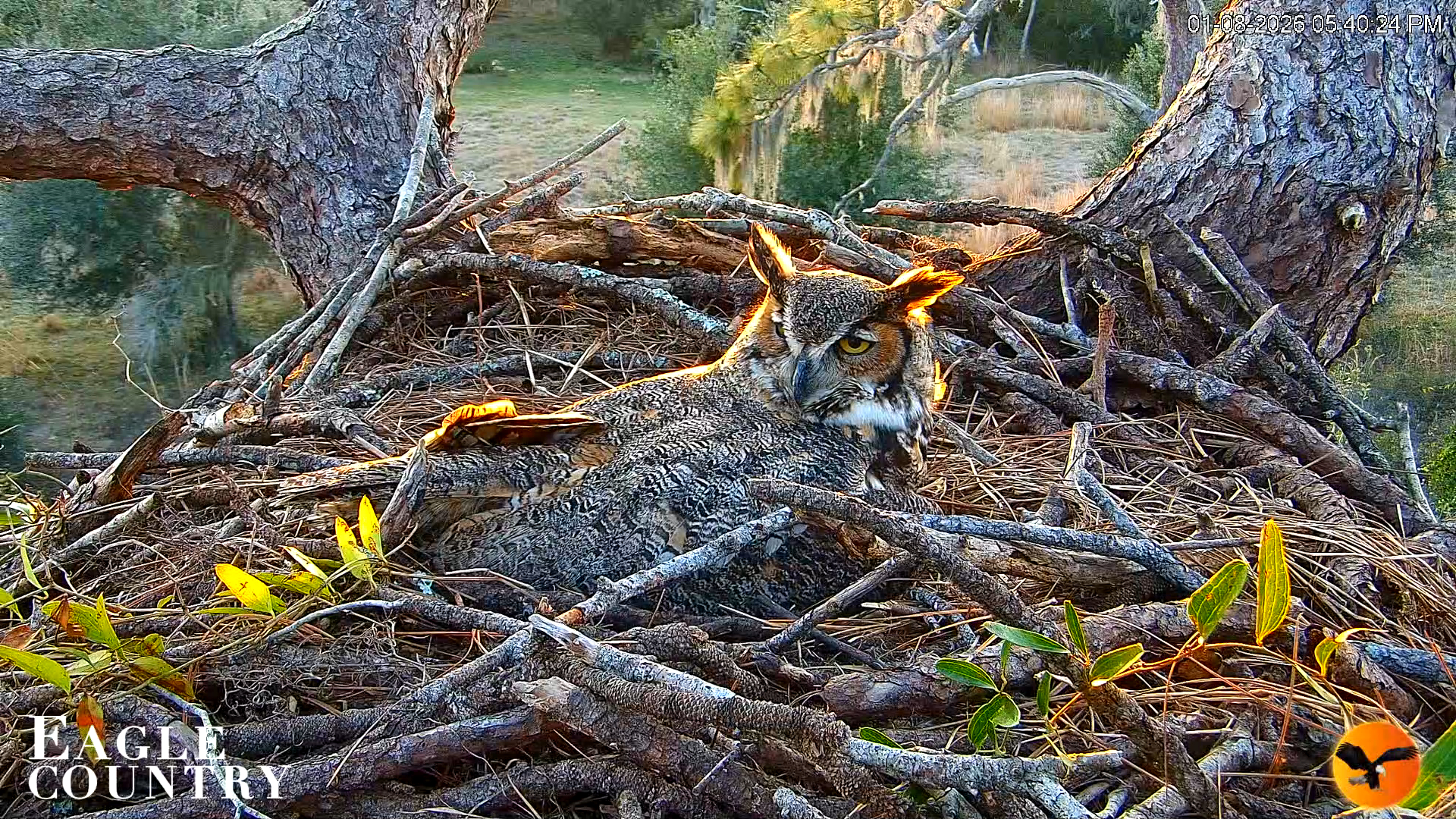 Snapshot of Eagle Country Great Horned Owl Nest Live Cam taken Jan 8, 2026, 5:41pm EST