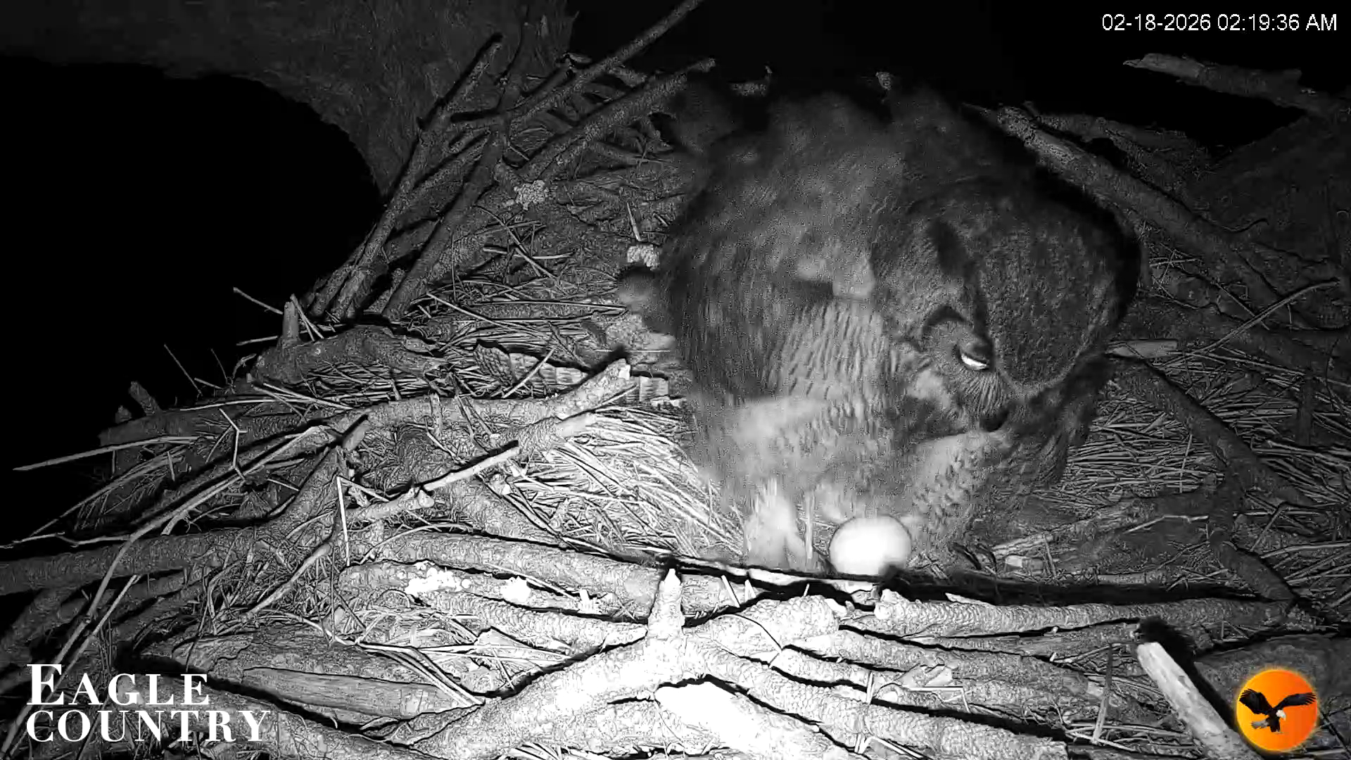 Snapshot of Eagle Country Great Horned Owl Nest Live Cam taken Feb 18, 2026, 2:20am EST