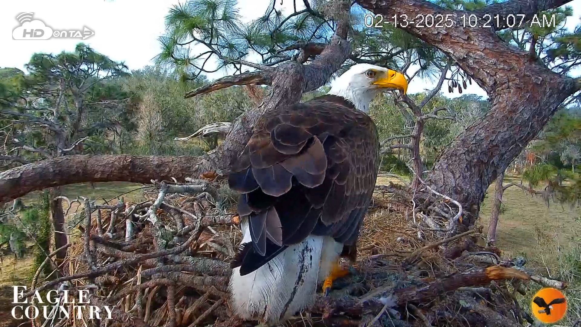 Snapshot of Eagle Country Great Horned Owl Nest Live Cam taken Feb 13, 2025, 10:21am EST