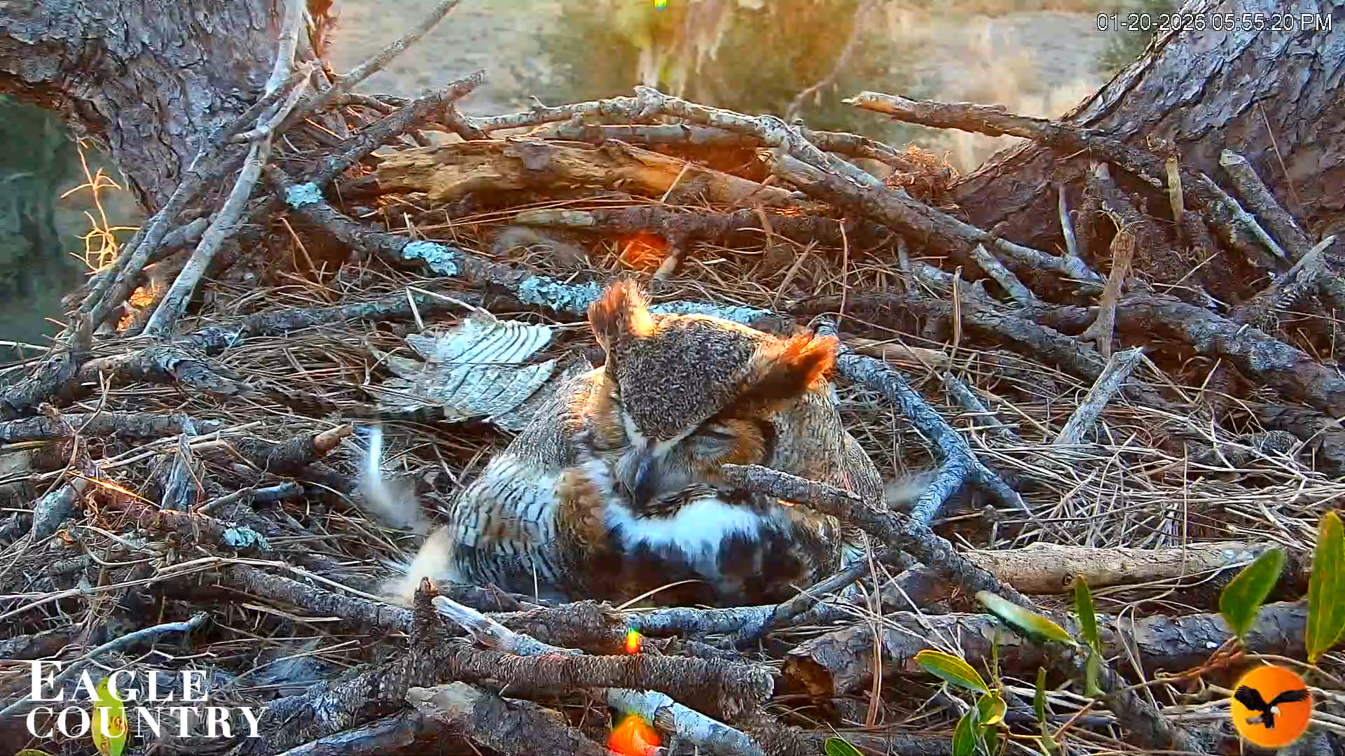 Snapshot of Eagle Country Great Horned Owl Nest Live Cam taken Jan 20, 2026, 5:56pm EST