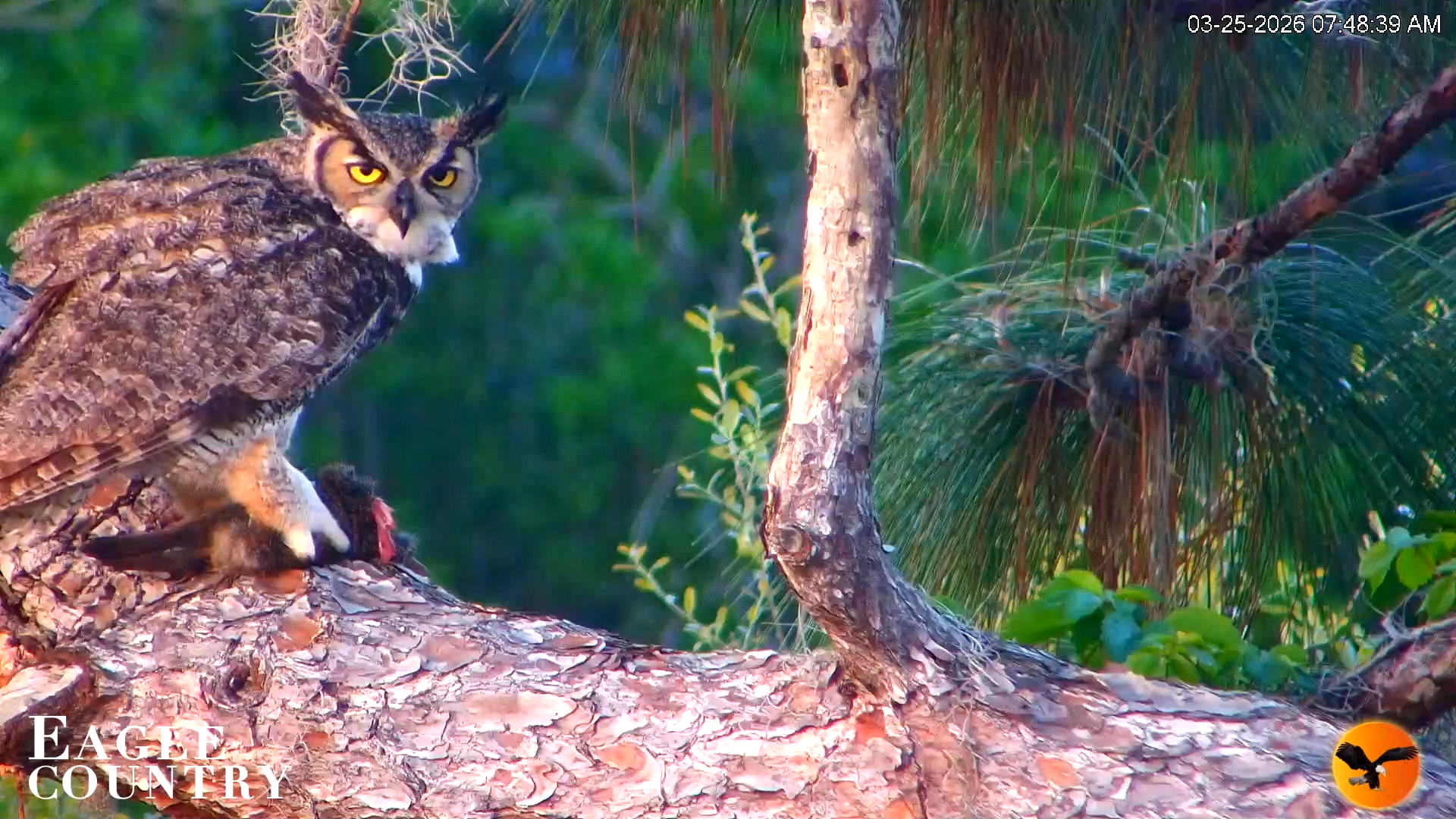 Snapshot of Eagle Country Great Horned Owl Nest Live Cam taken Mar 25, 2026, 8:03am EDT