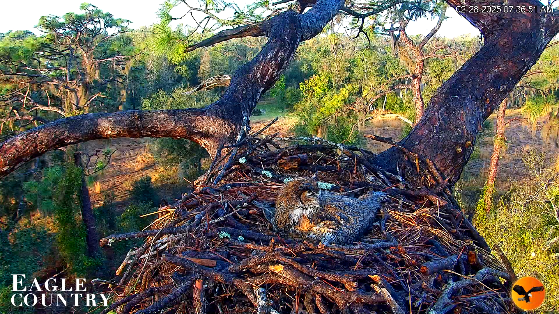 Snapshot of Eagle Country Great Horned Owl Nest Live Cam taken Feb 28, 2026, 7:37am EST