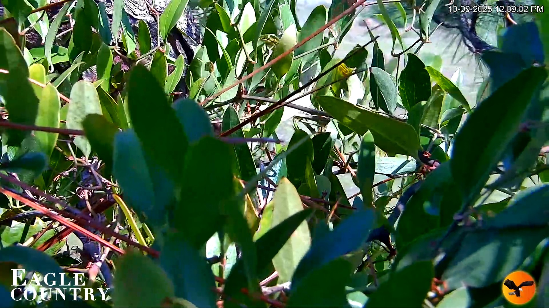 Snapshot of Eagle Country Great Horned Owl Nest Live Cam taken Oct 9, 2026, 12:10pm EDT