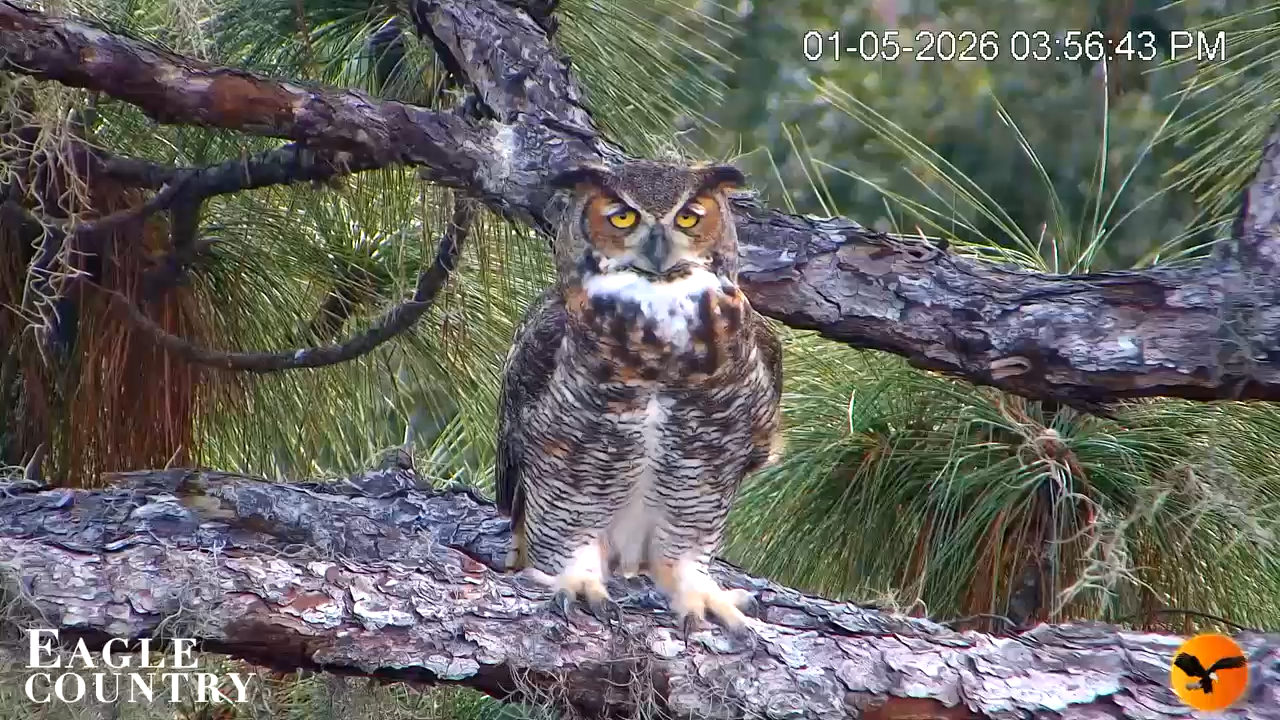 Snapshot of Eagle Country Great Horned Owl Nest Live Cam taken Jan 5, 2026, 3:57pm EST
